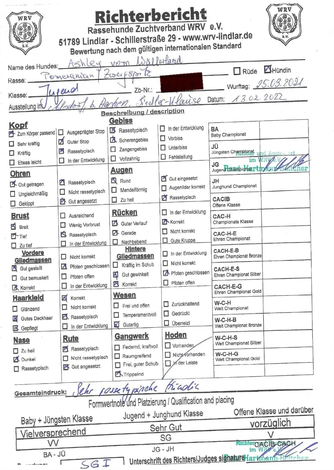 Pomeranianzucht - Hunderasse - Zertifikat