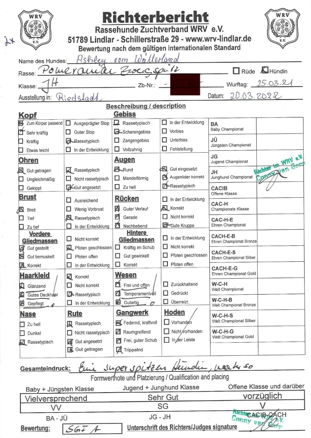 Pomeranianzucht - Hunderasse - Zertifikat