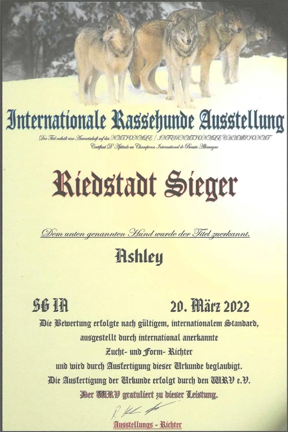 Pomeranianzucht - Hunderasse - Zertifikat