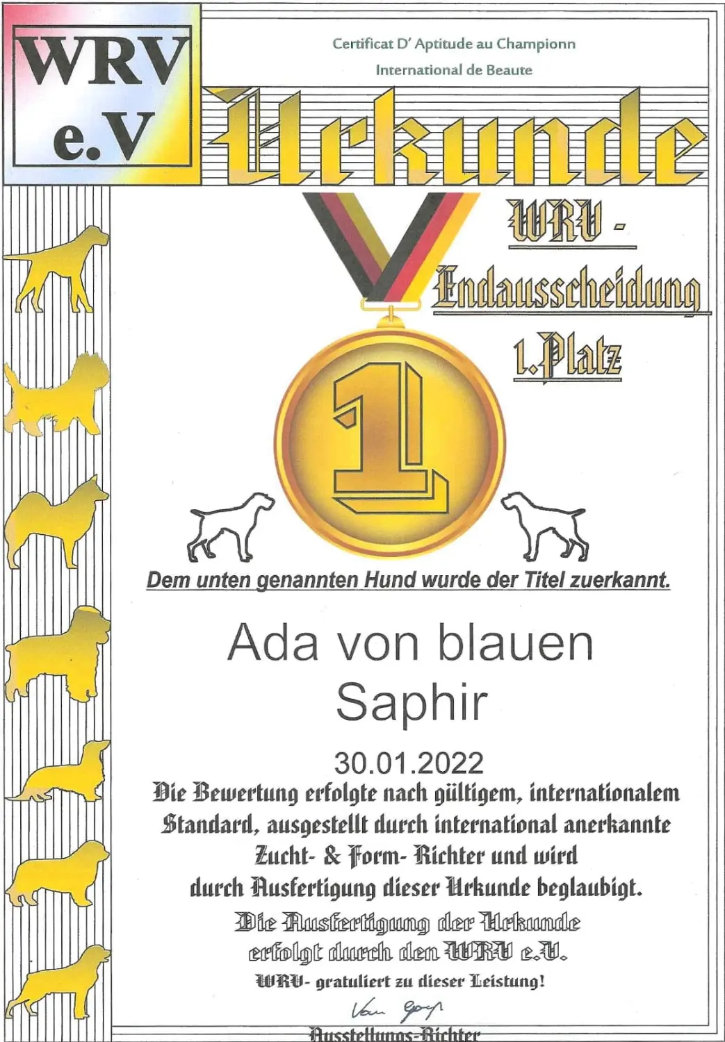 Pomeranianzucht - Hunderasse - Zertifikat