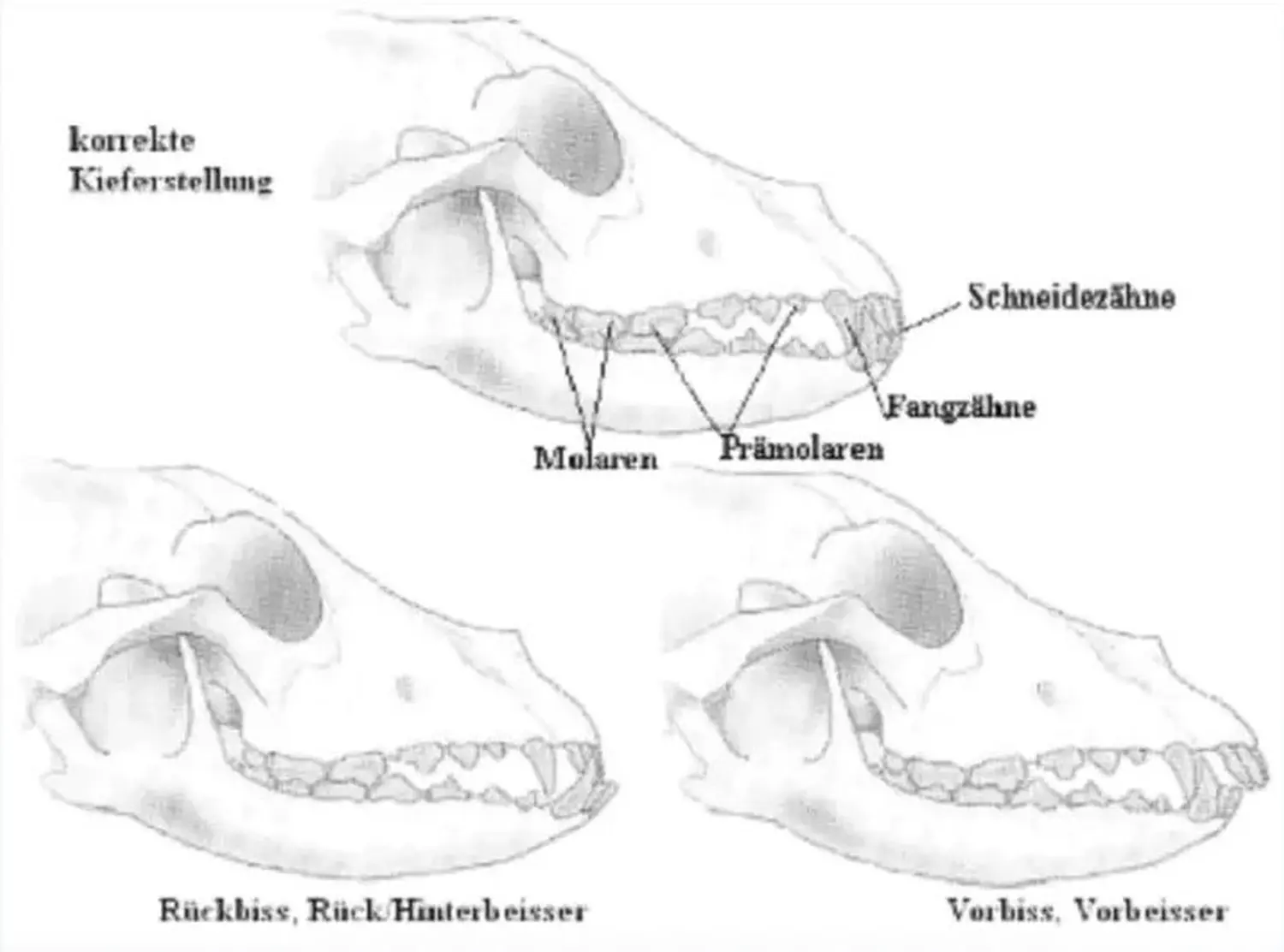 Pomeranianzucht - Hunderasse - Hundemauldiagramm