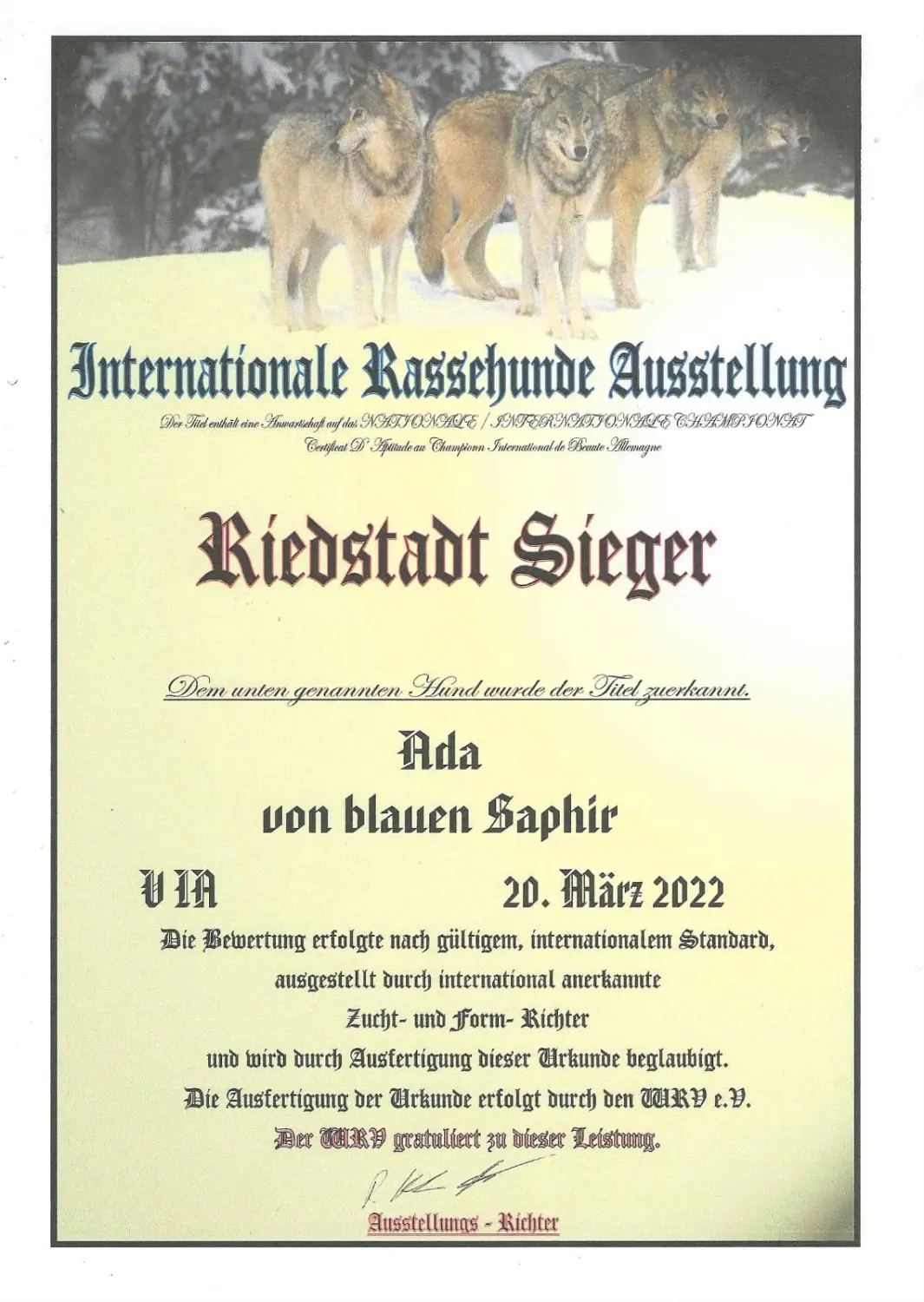 Pomeranianzucht - Hunderasse - Zertifikat