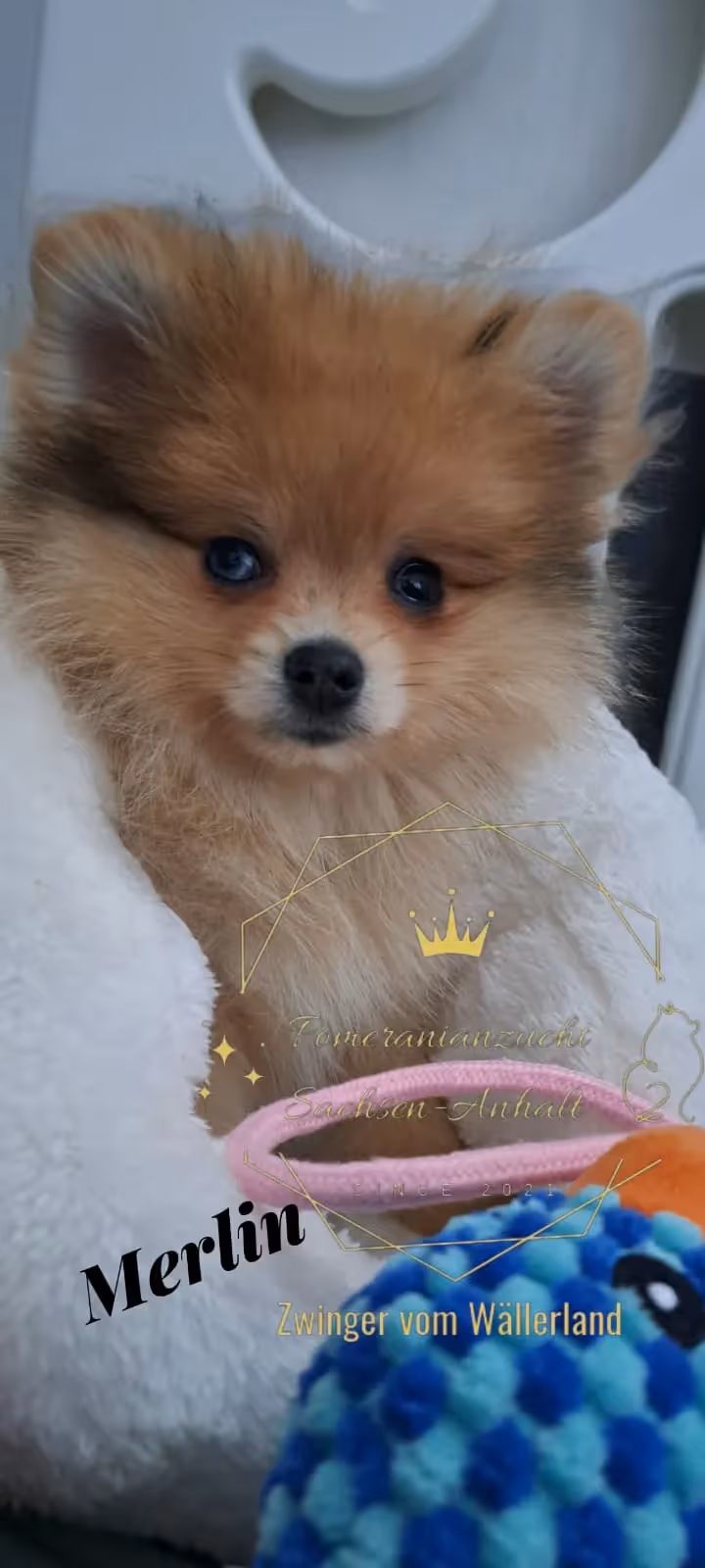 Pomeranianzucht - Hunderasse - Hundespielzeug