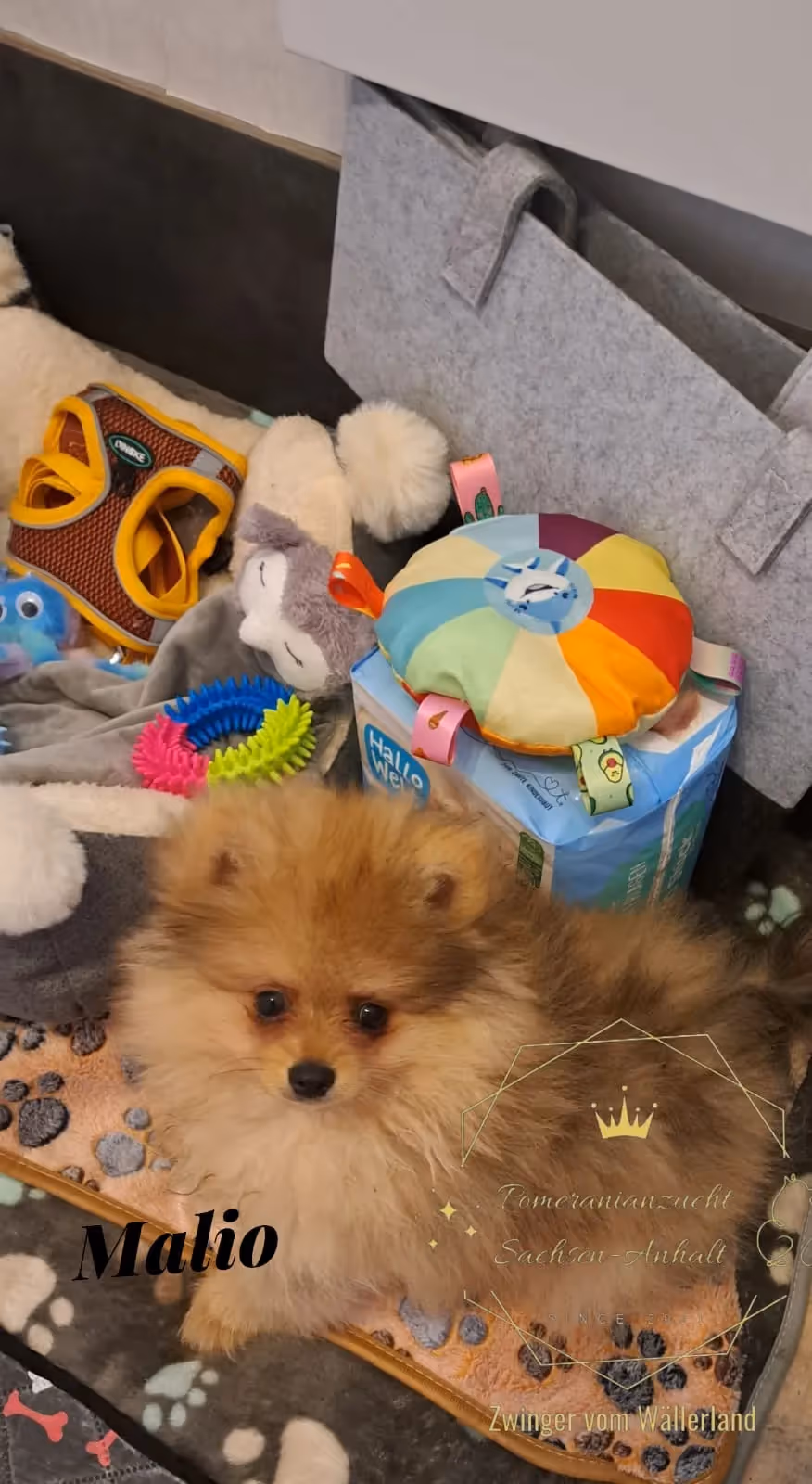 Pomeranianzucht - Hunderasse - Hundespielzeug