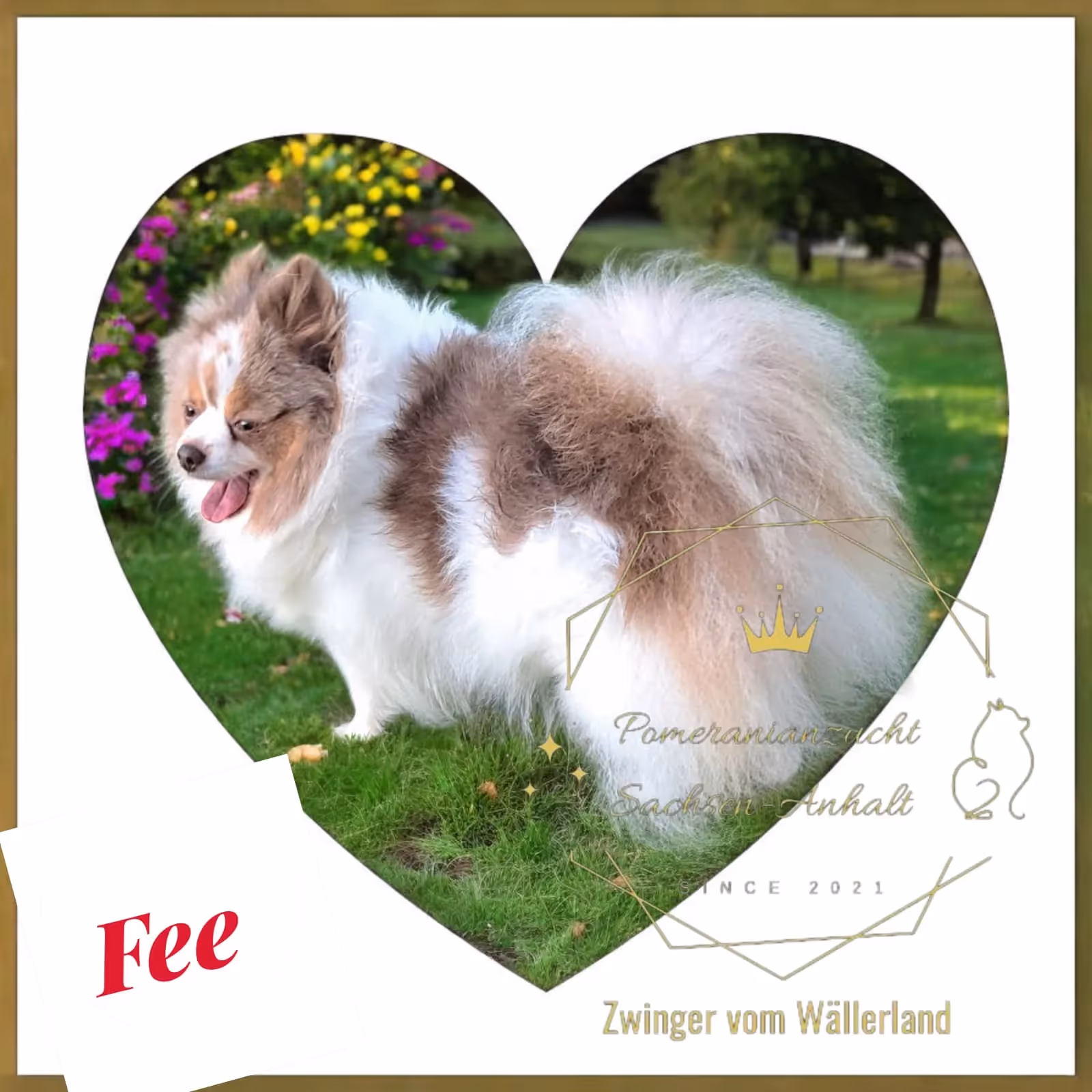 Pomeranianzucht - Hunderasse - Hündin Fee 