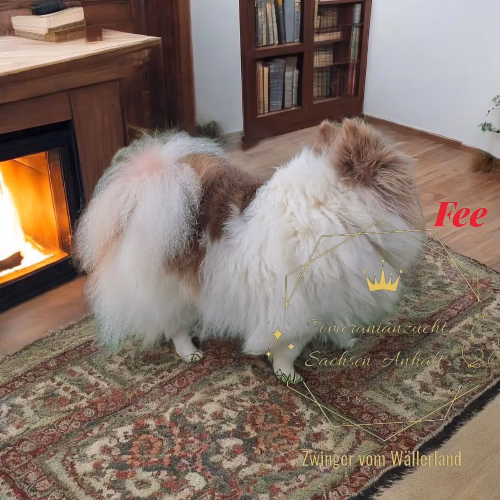 Pomeranianzucht - Hunderasse - Hündin Fee 