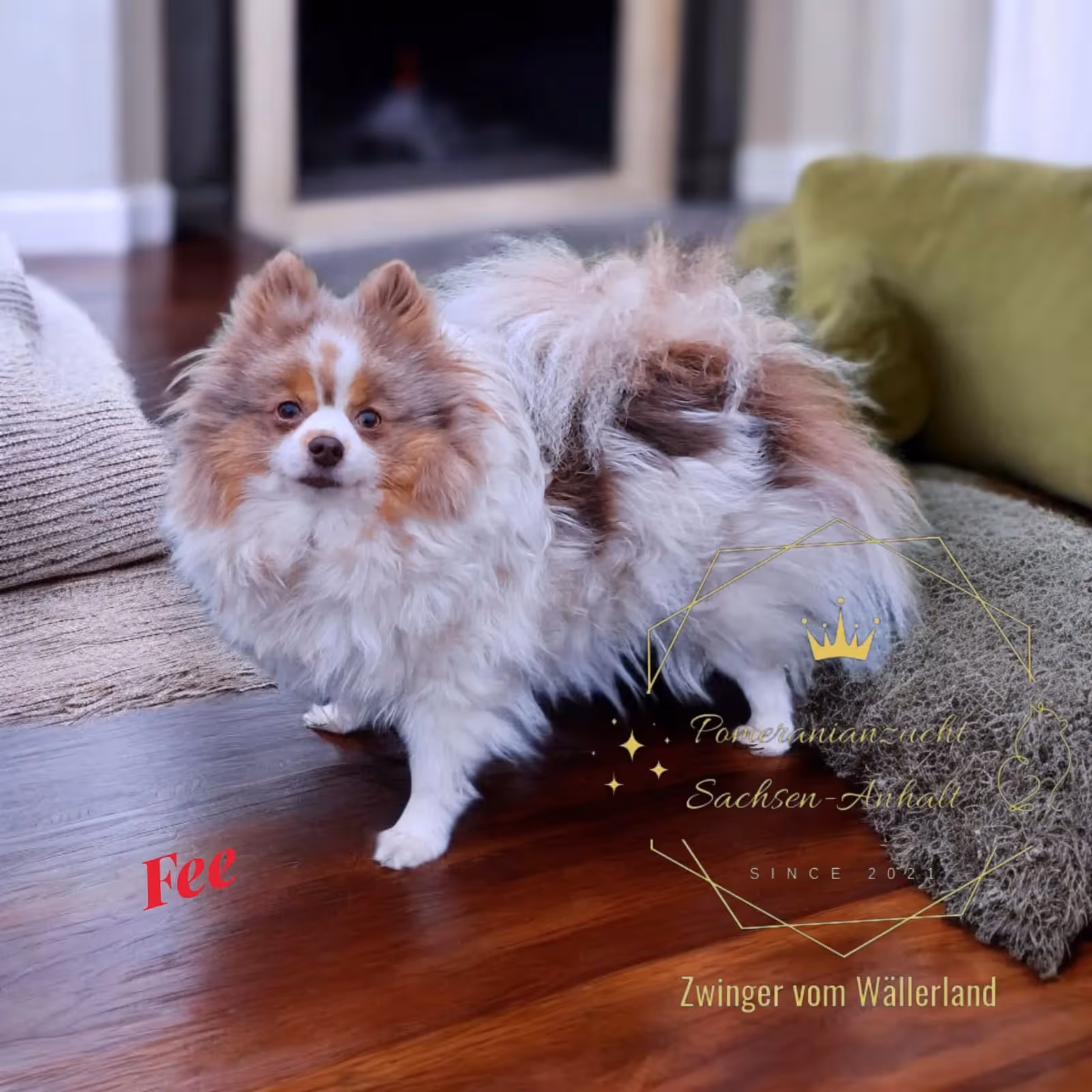 Pomeranianzucht - Hunderasse - Hündin Fee 