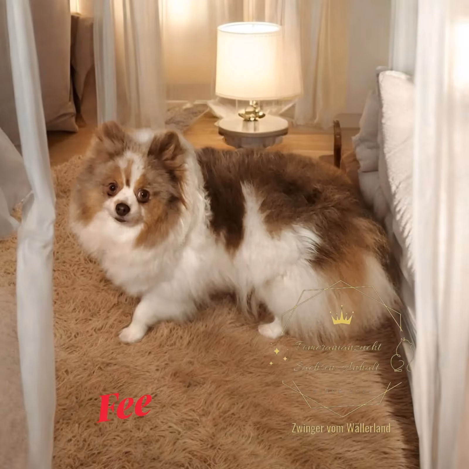 Pomeranianzucht - Hunderasse - Hündin Fee 