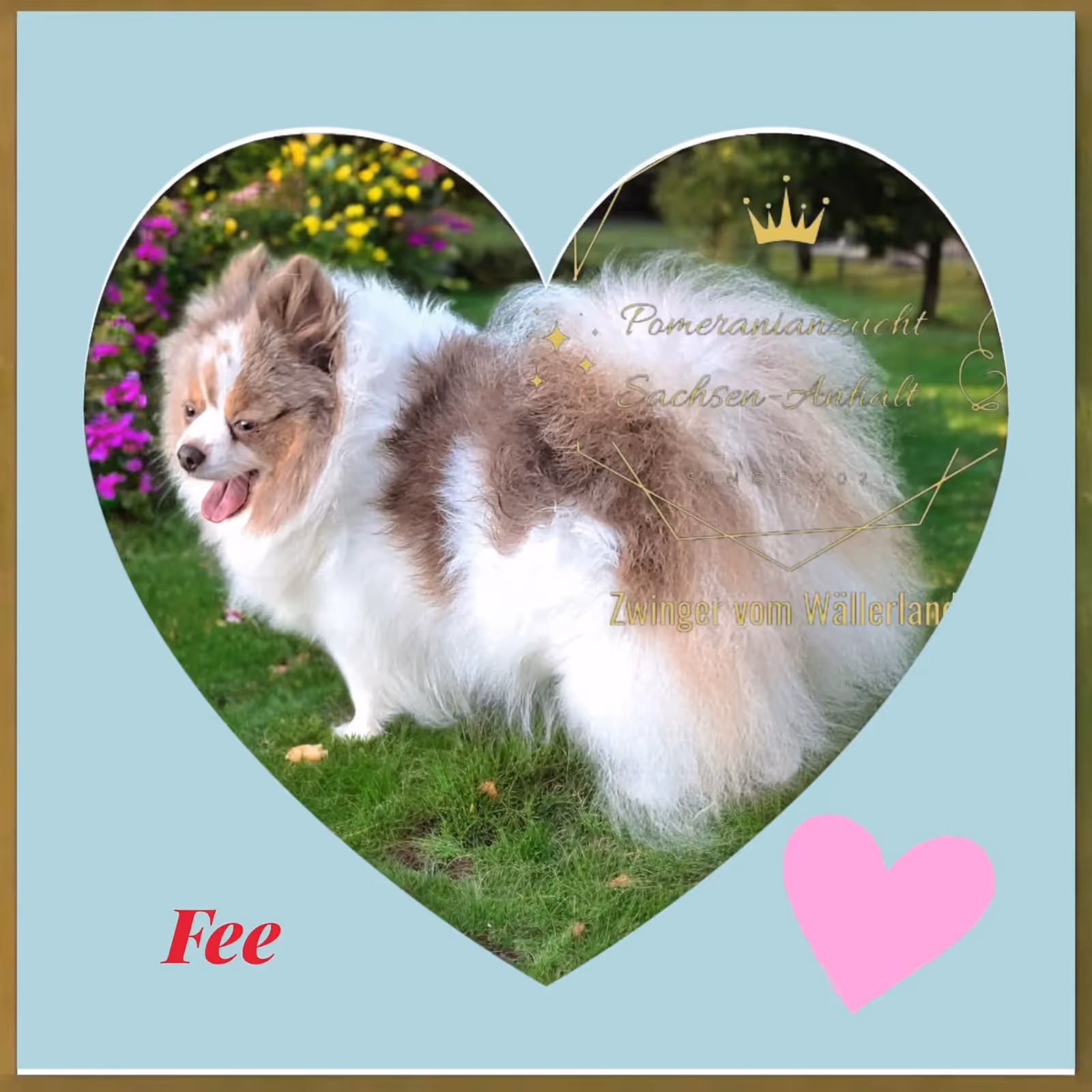 Pomeranianzucht - Hunderasse - Hündin Fee 