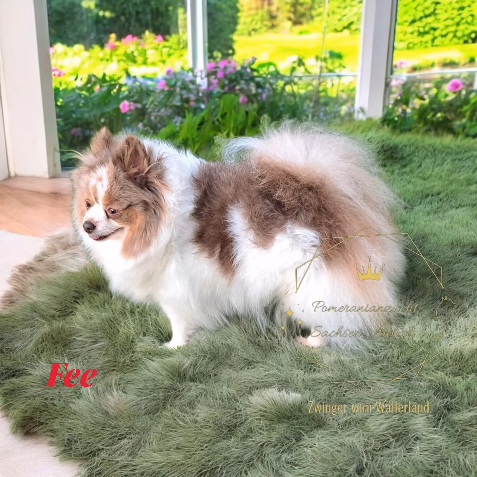Pomeranianzucht - Hunderasse - Hündin Fee