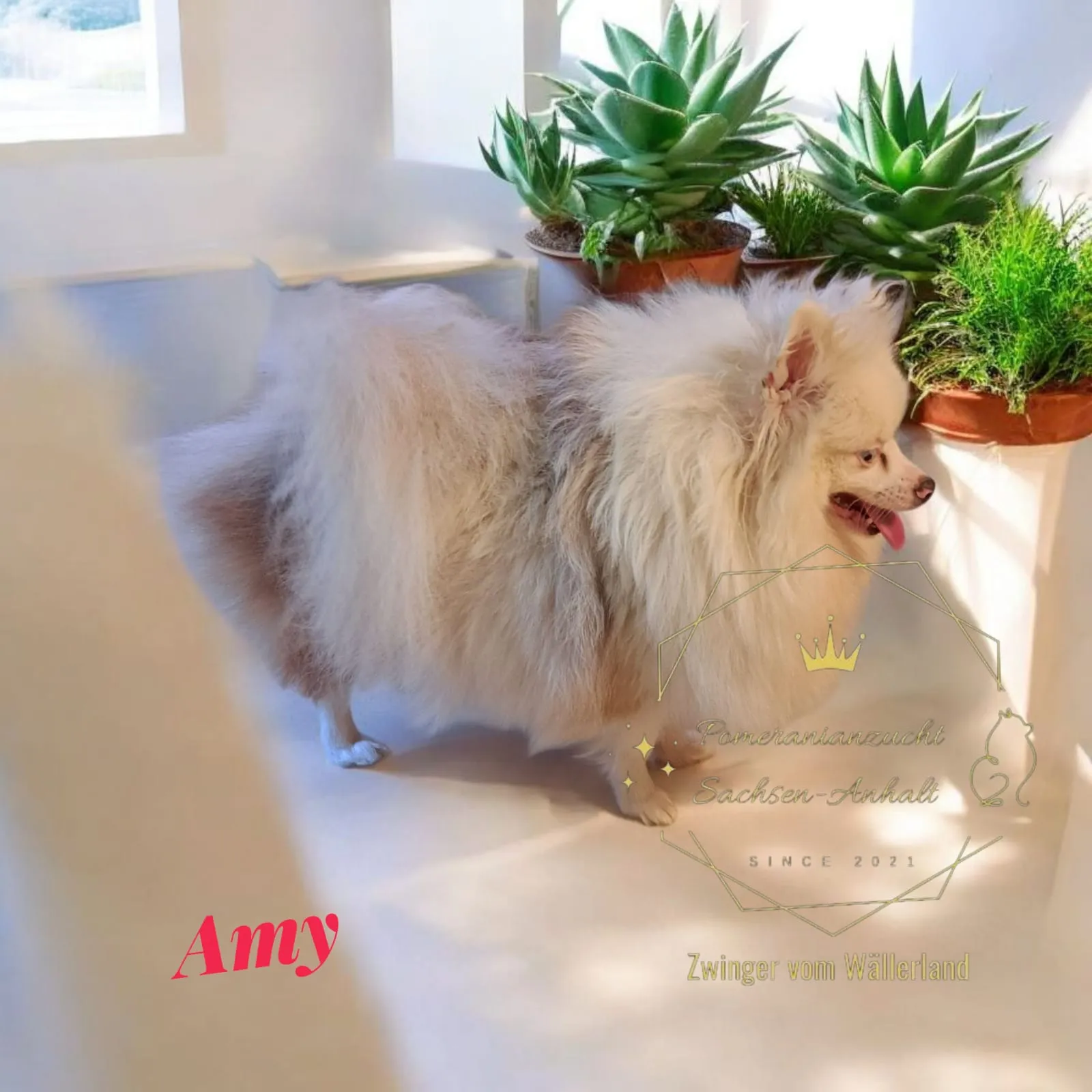 Pomeranianzucht - Hunderasse - Hündin Amy 