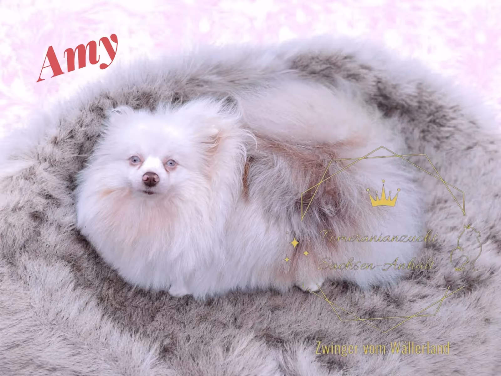 Pomeranianzucht - Hunderasse - Hündin Amy 