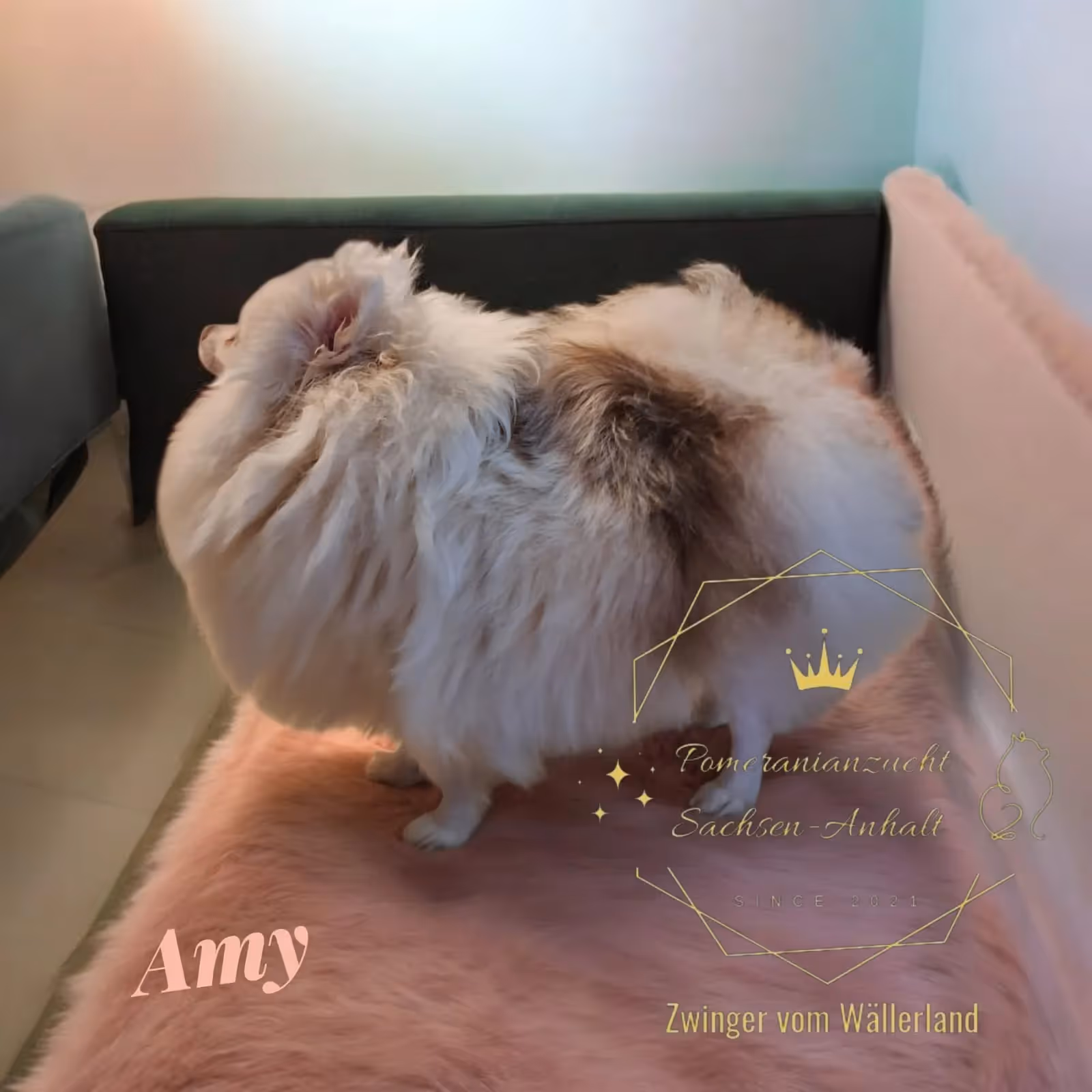 Pomeranianzucht - Hunderasse - Hündin Amy 