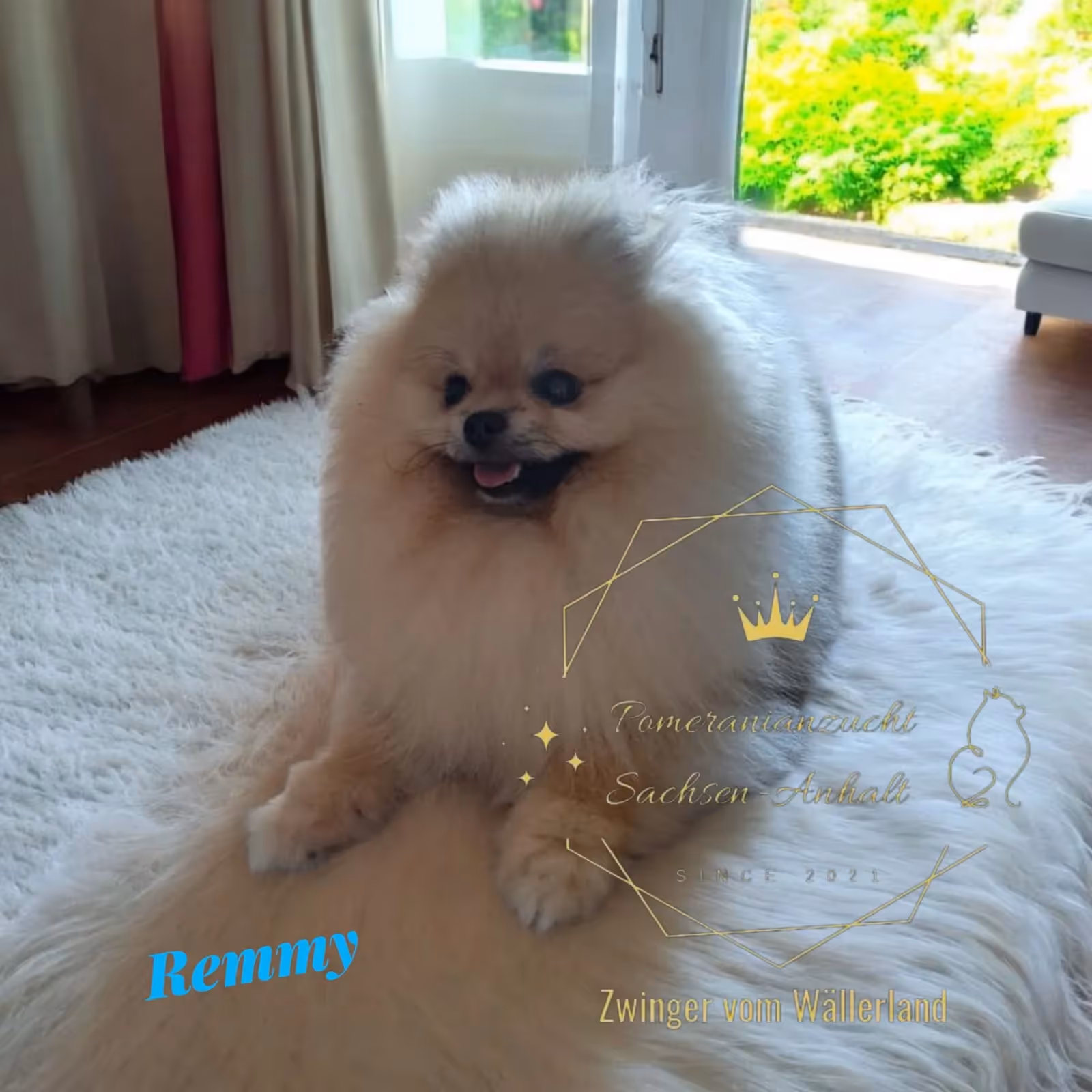 Pomeranianzucht - Hunderasse - Rüden remmy