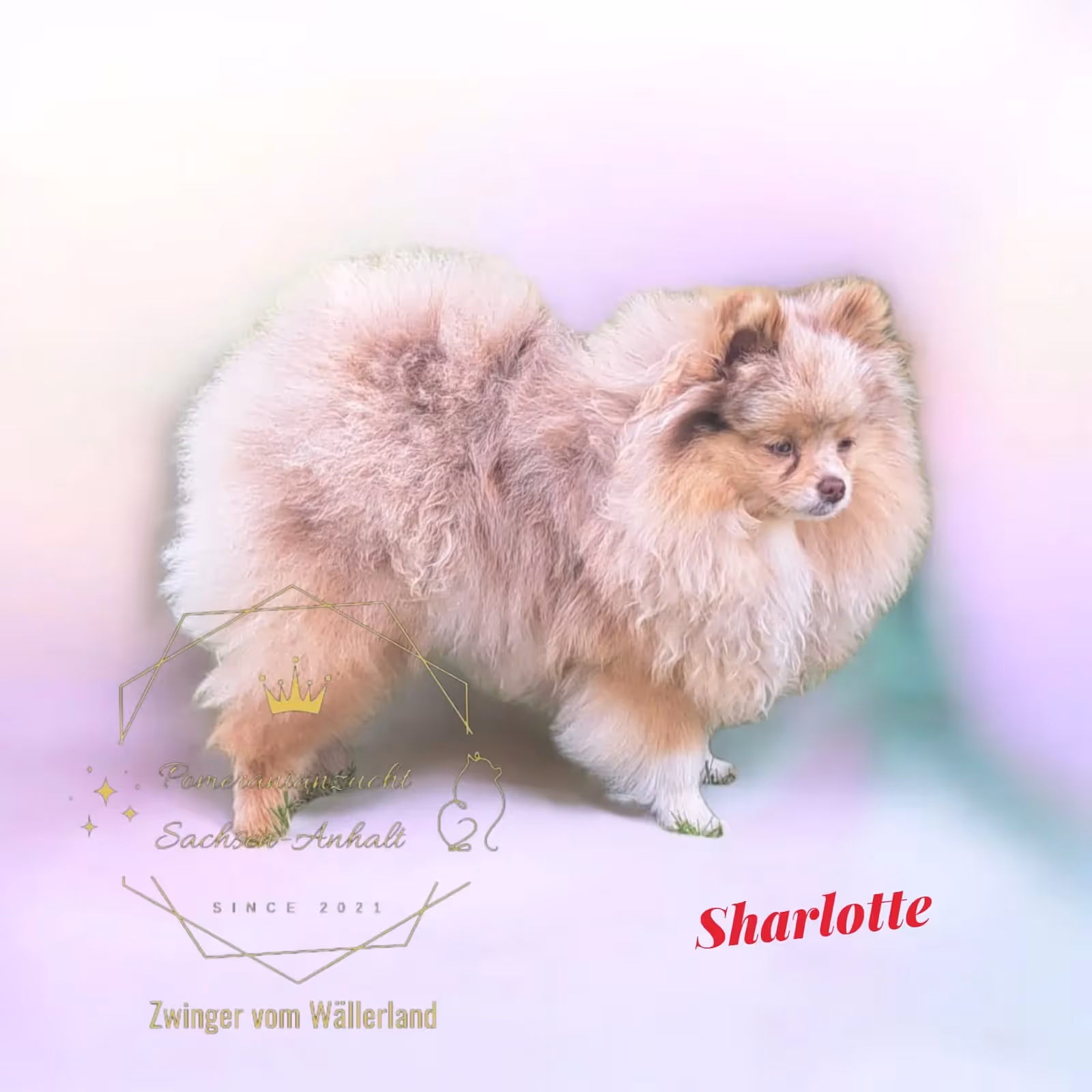 Pomeranianzucht - Hunderasse - Hündin Sharlotte 