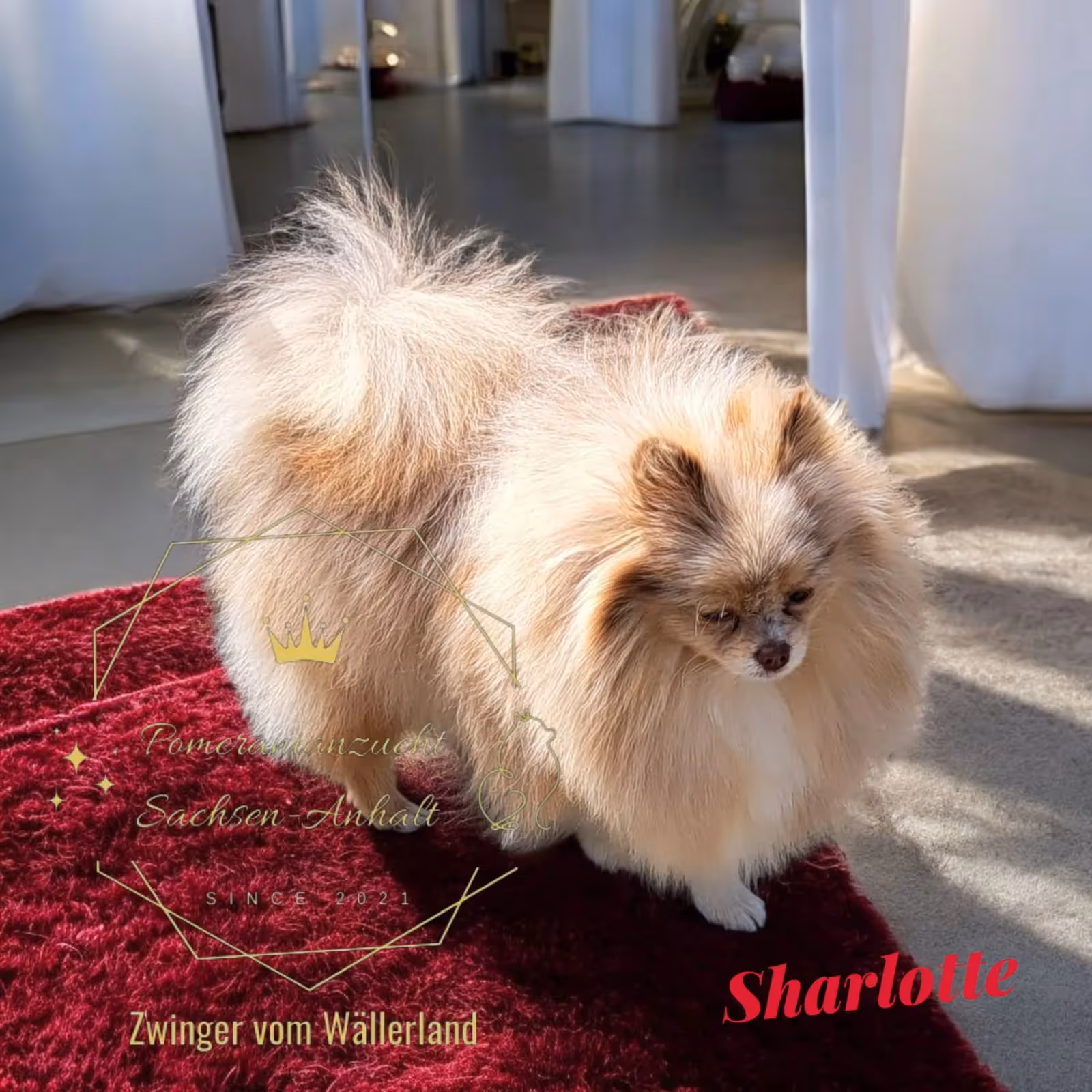 Pomeranianzucht - Hunderasse - Hündin Sharlotte 