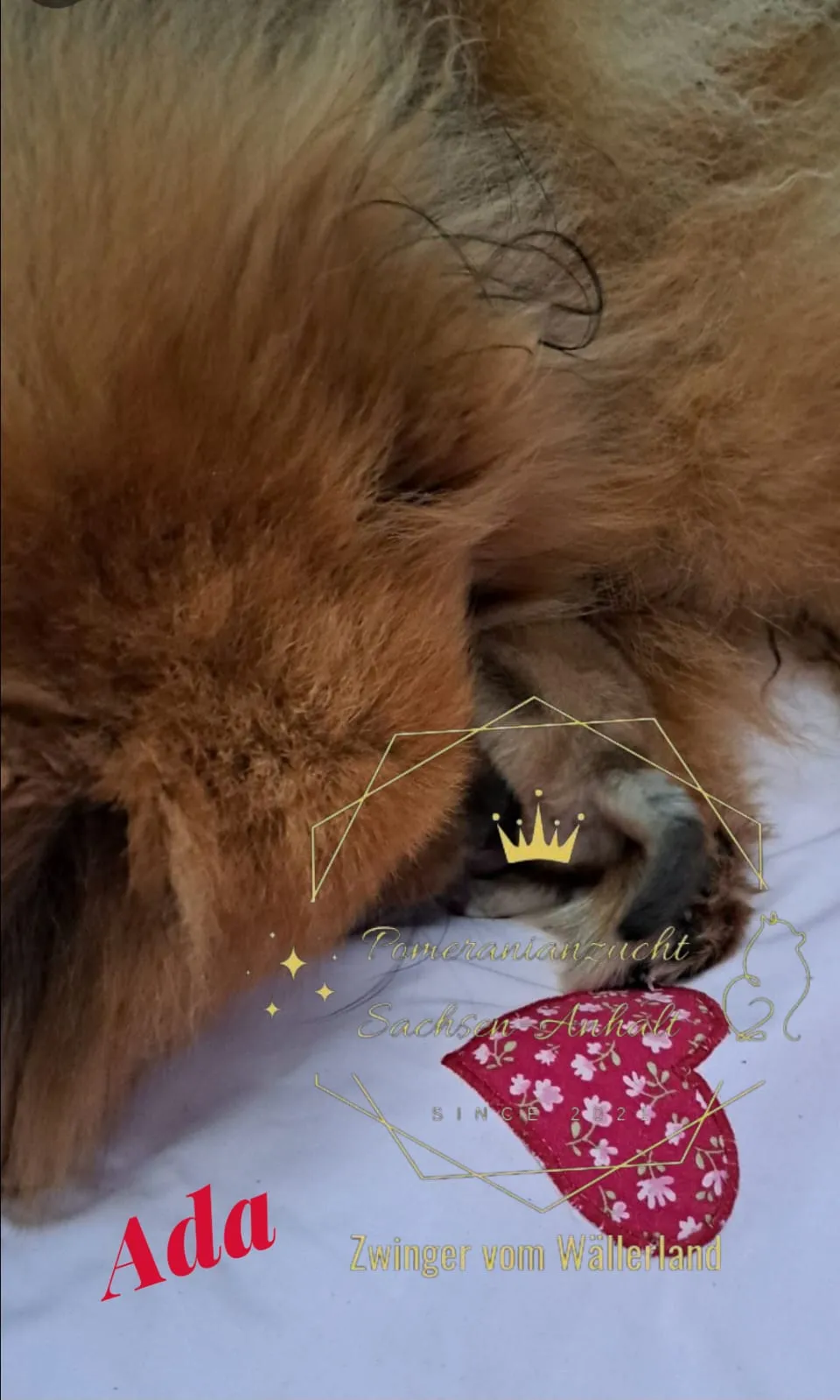 Pomeranianzucht - Hunderasse - Hund