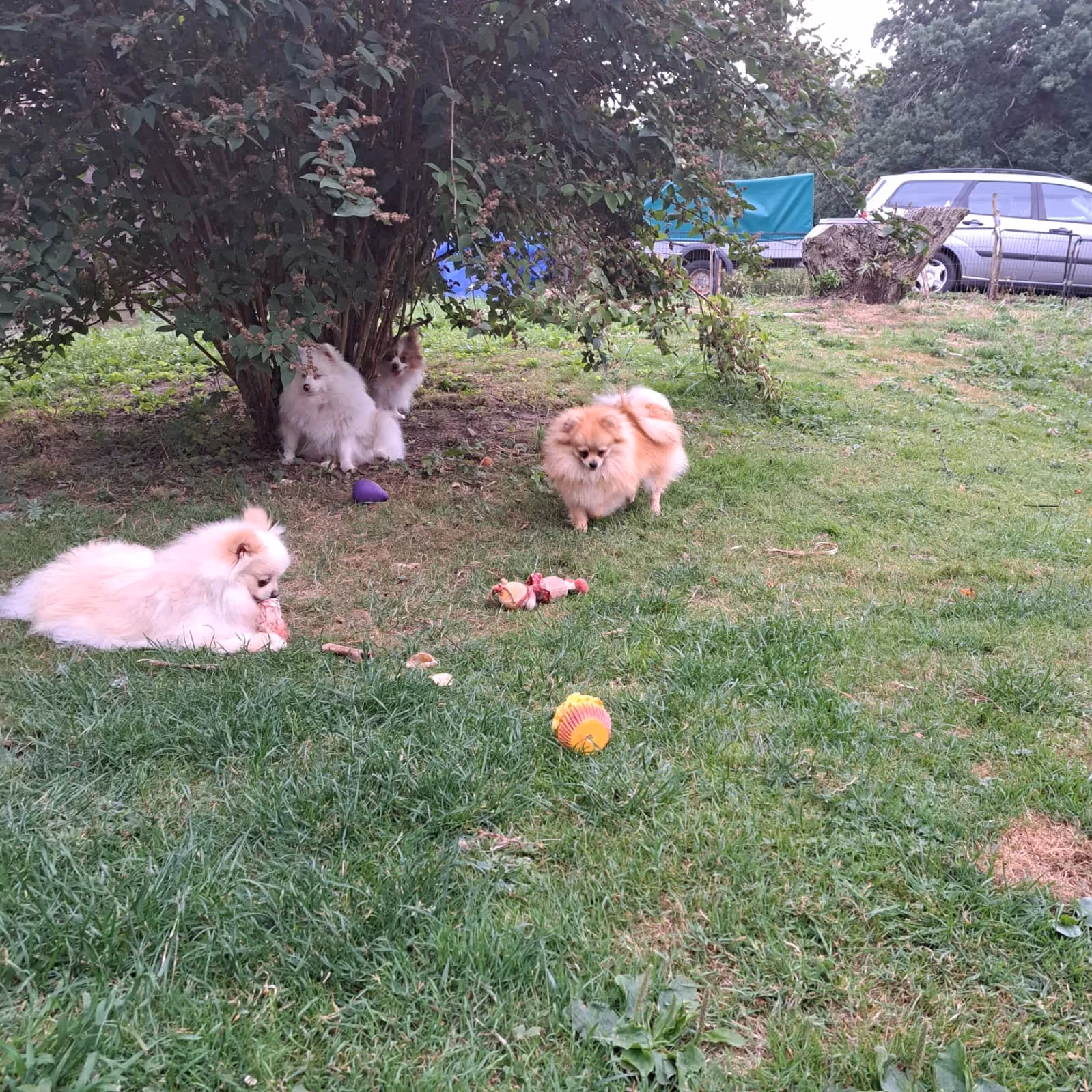 Pomeranianzucht - Hunderasse - Hundespielplatz