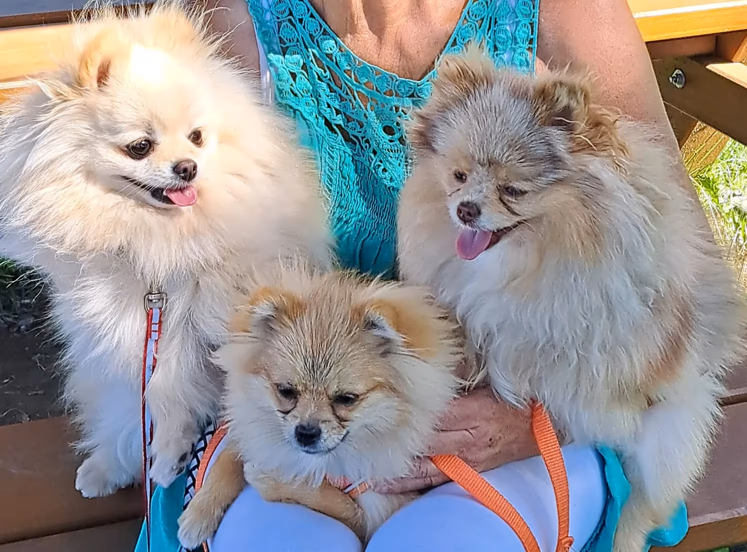 Pomeranianzucht - Hunderasse - Hundespielplatz