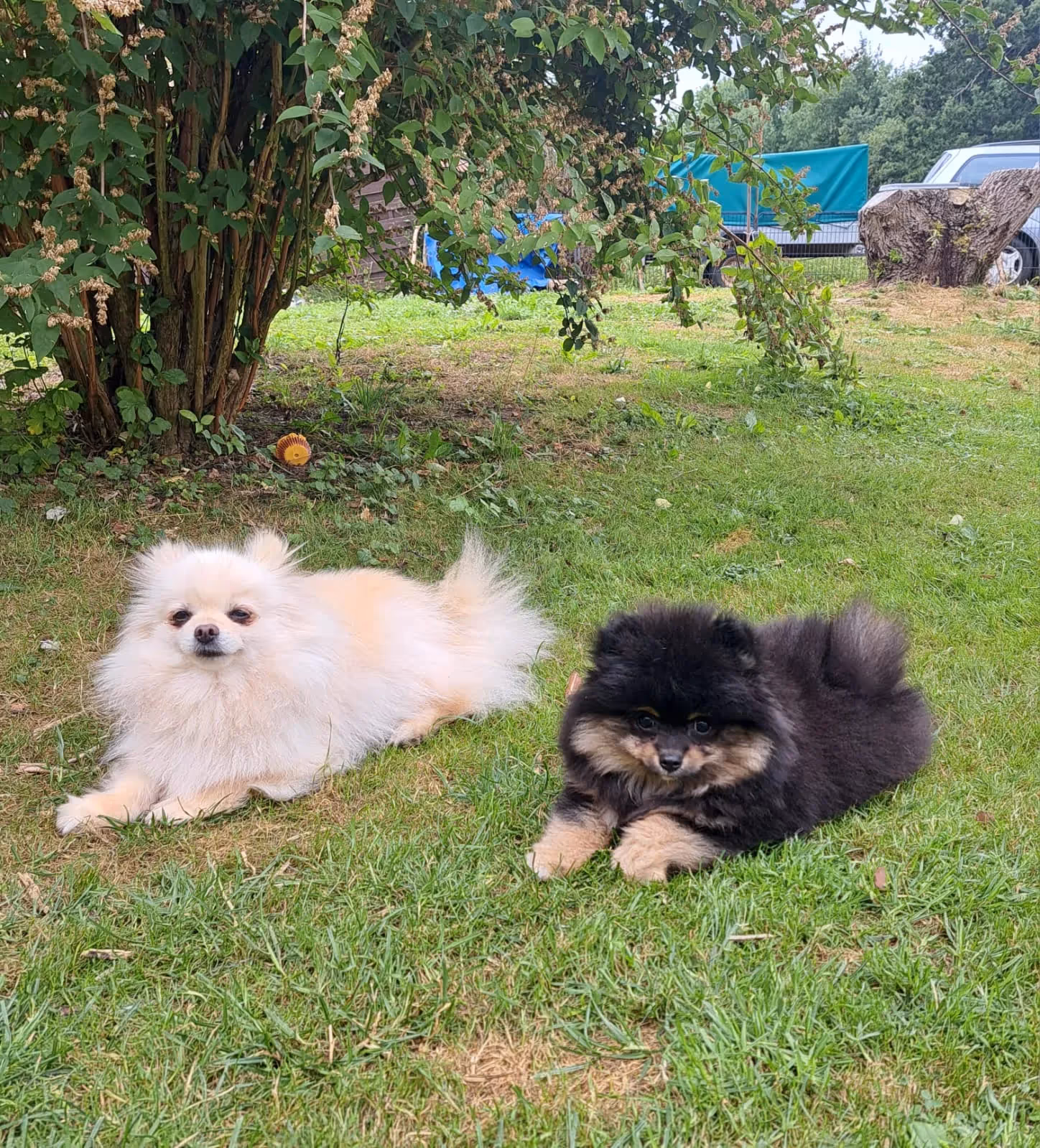Pomeranianzucht - Hunderasse - Hundespielplatz