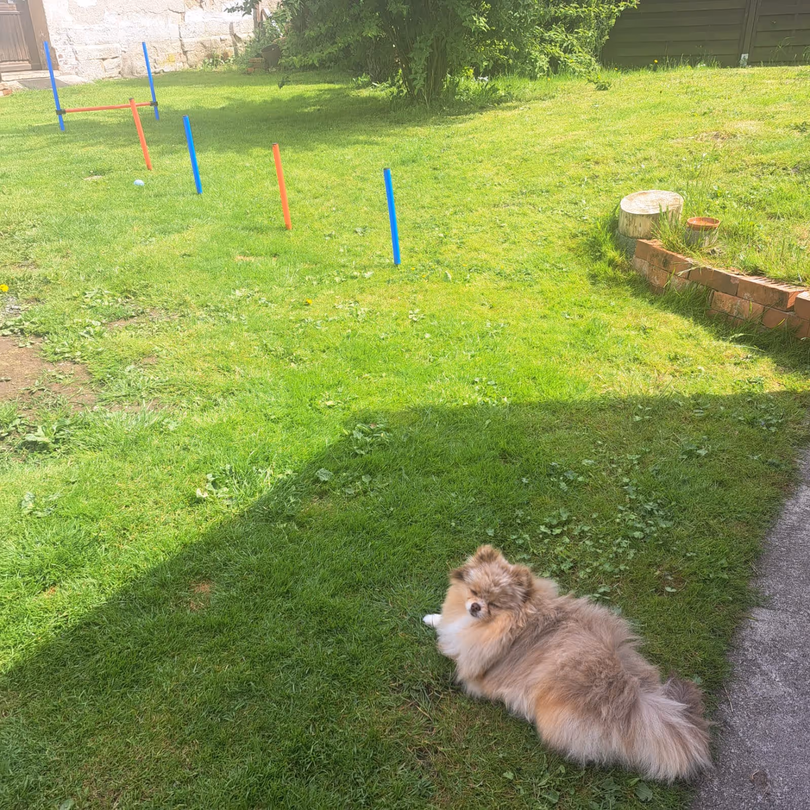 Pomeranianzucht - Hunderasse - Hundespielplatz