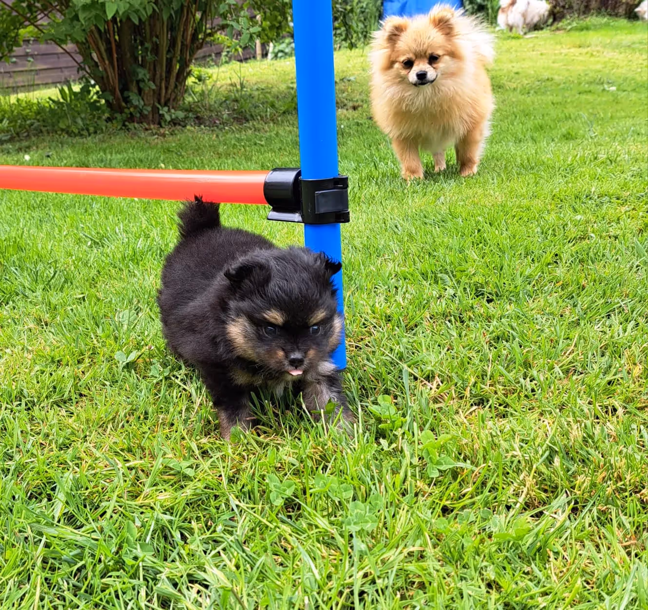Pomeranianzucht - Hunderasse - Hundespielplatz