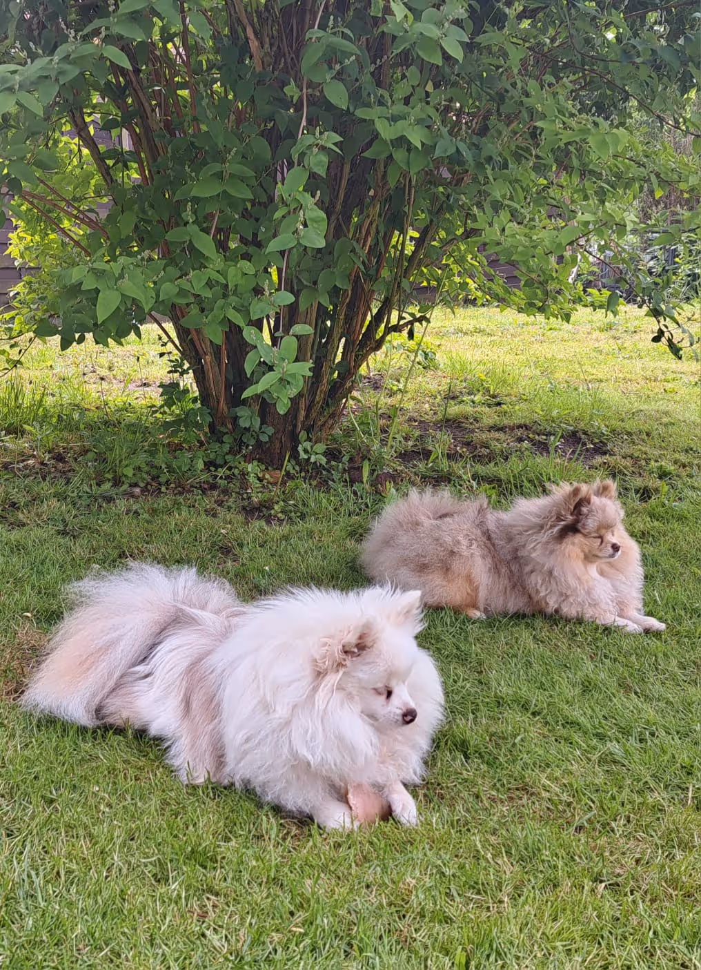 Pomeranianzucht - Hunderasse - Hundespielplatz