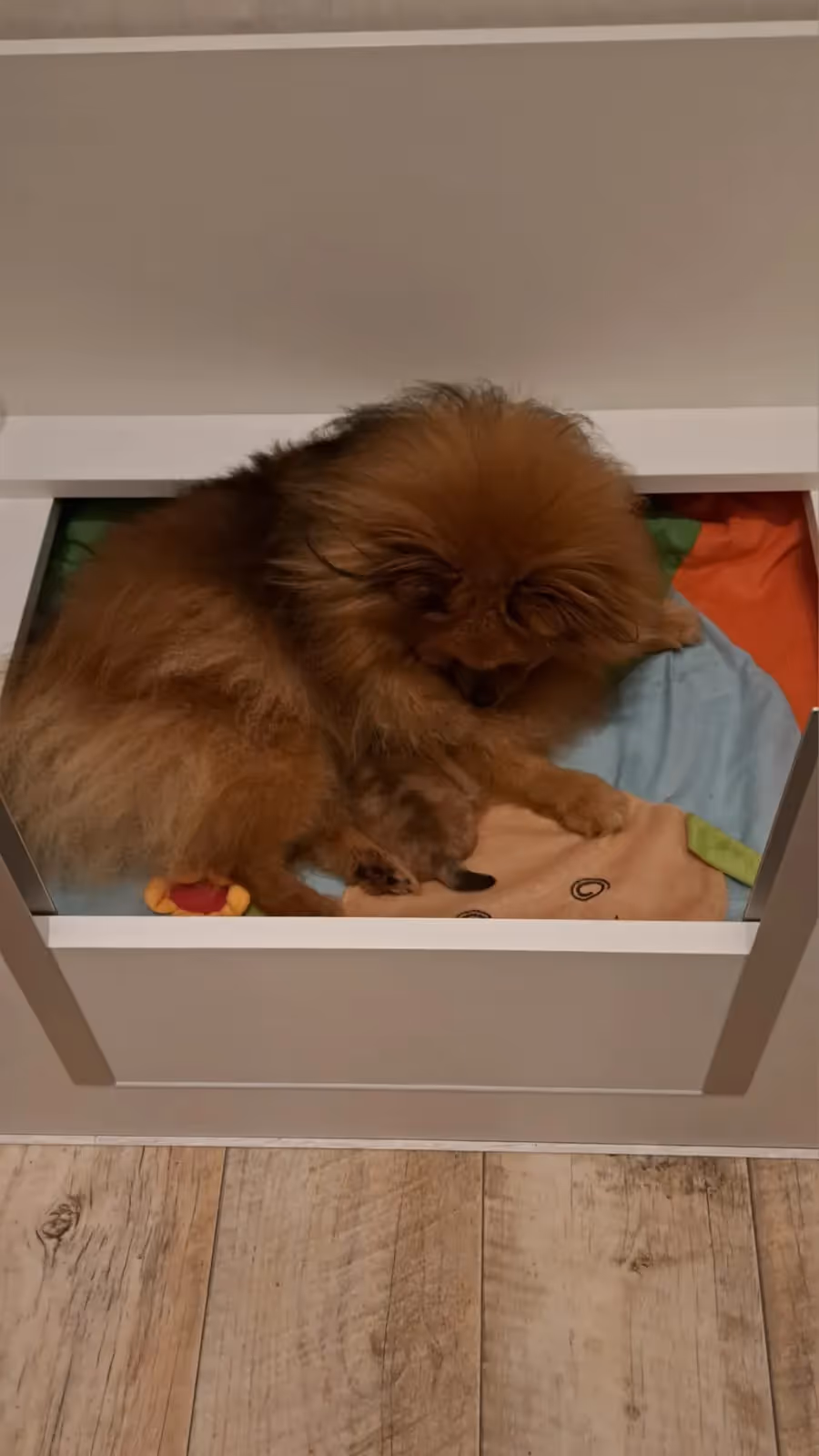 Pomeranianzucht - Hunderasse - Welpen geb. 01.09.2024