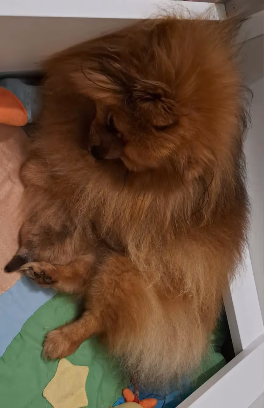 Pomeranianzucht - Hunderasse - Welpen geb. 01.09.2024