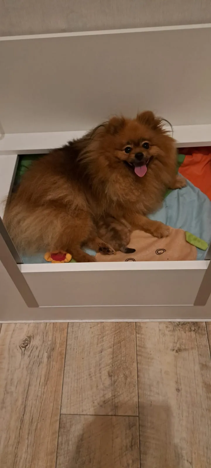 Pomeranianzucht - Hunderasse - Welpen geb. 01.09.2024