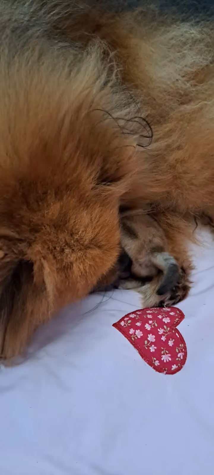 Pomeranianzucht - Hunderasse - Welpen geb. 01.09.2024