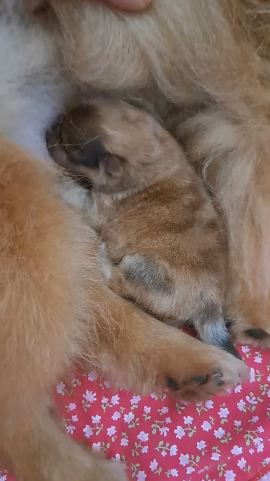 Pomeranianzucht - Hunderasse - Welpen geb. 01.09.2024