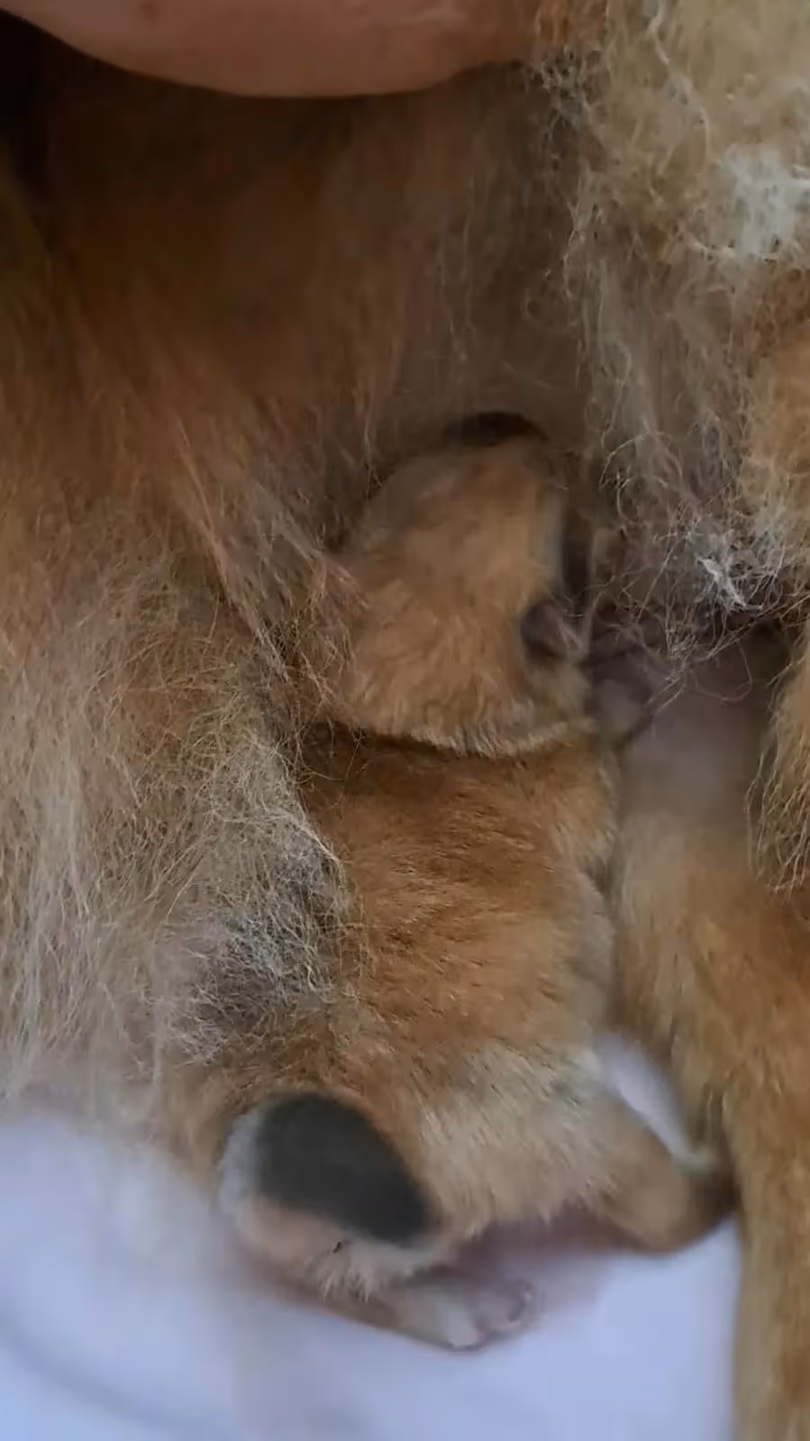 Pomeranianzucht - Hunderasse - Welpen geb. 01.09.2024