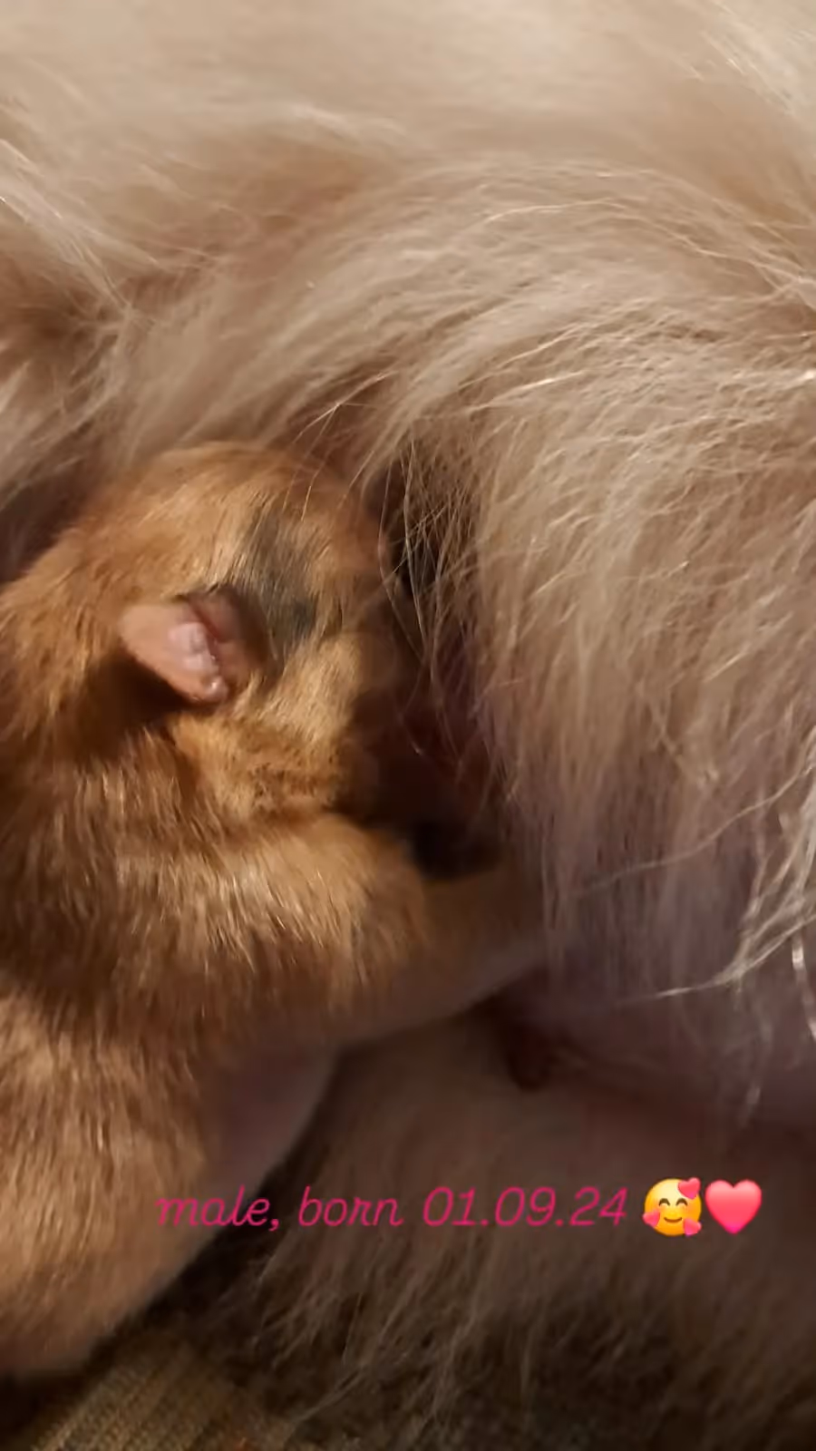 Pomeranianzucht - Hunderasse - Welpen geb. 01.09.2024