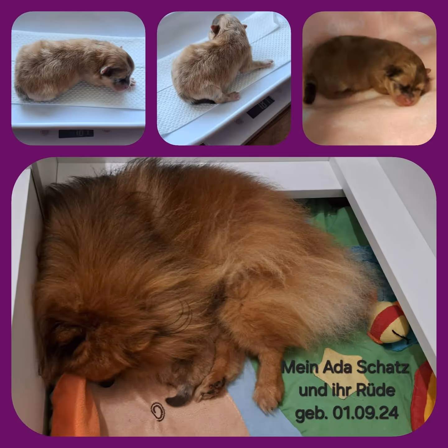 Pomeranianzucht - Hunderasse - Welpen geb. 01.09.2024