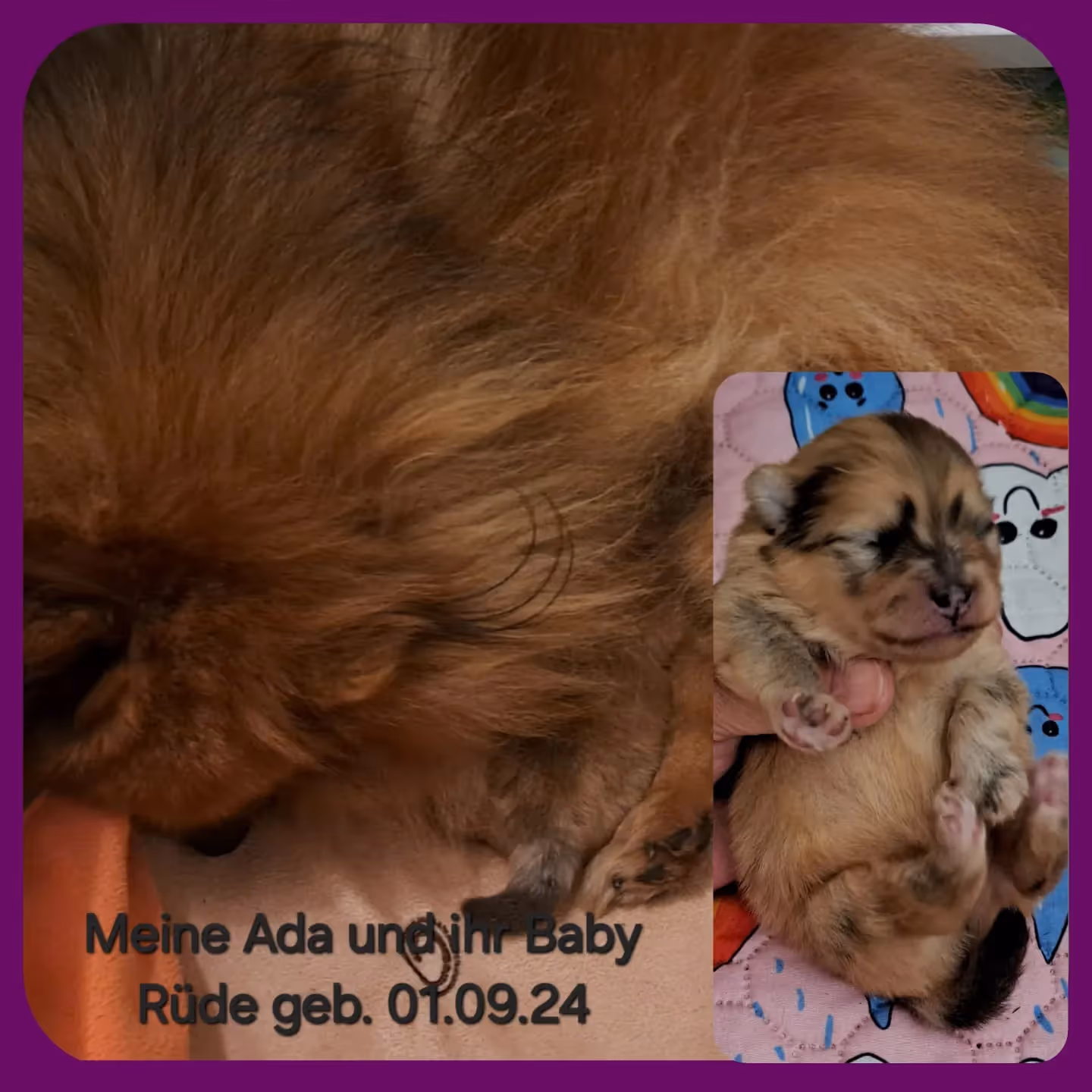 Pomeranianzucht - Hunderasse - Welpen geb. 01.09.2024