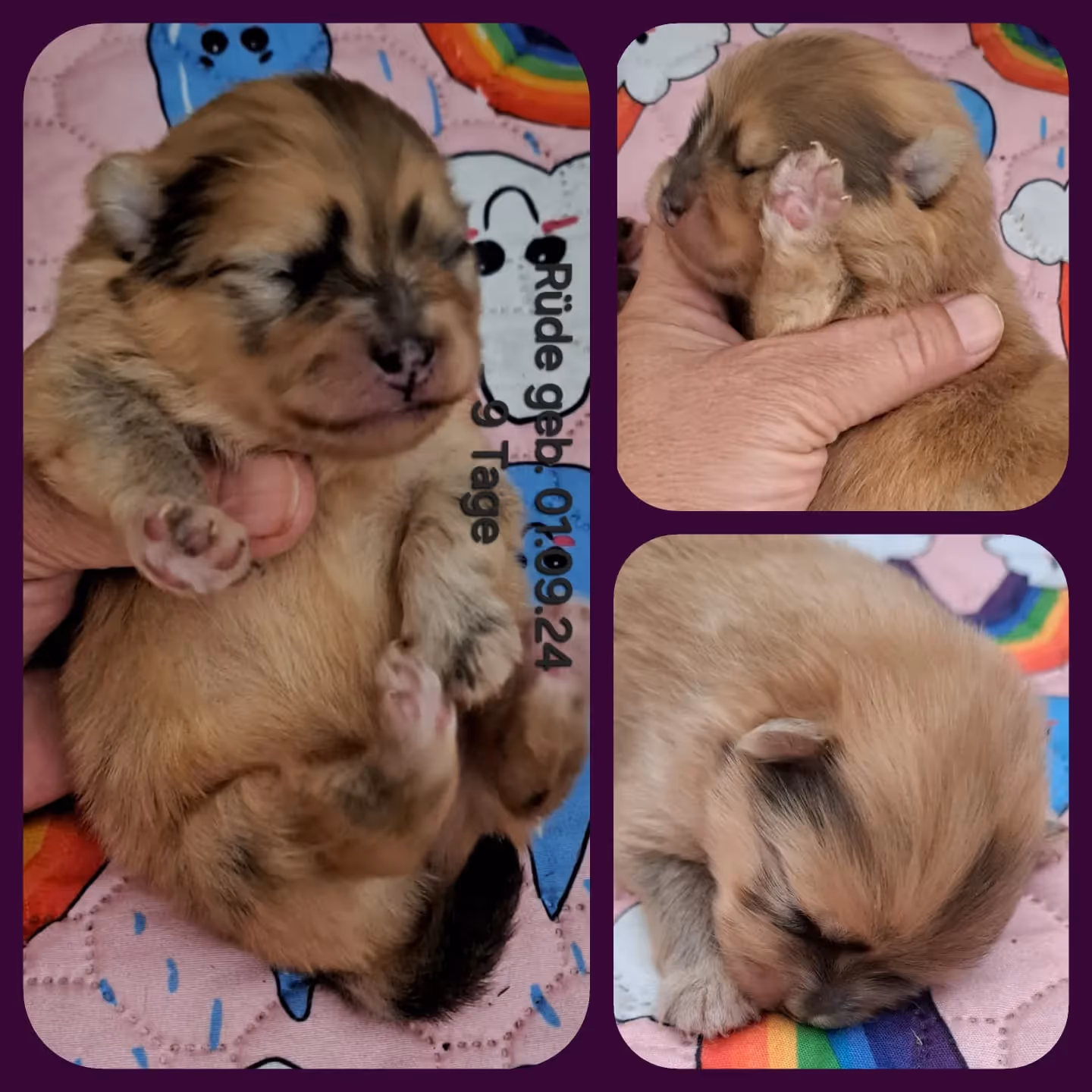 Pomeranianzucht - Hunderasse - Welpen geb. 01.09.2024