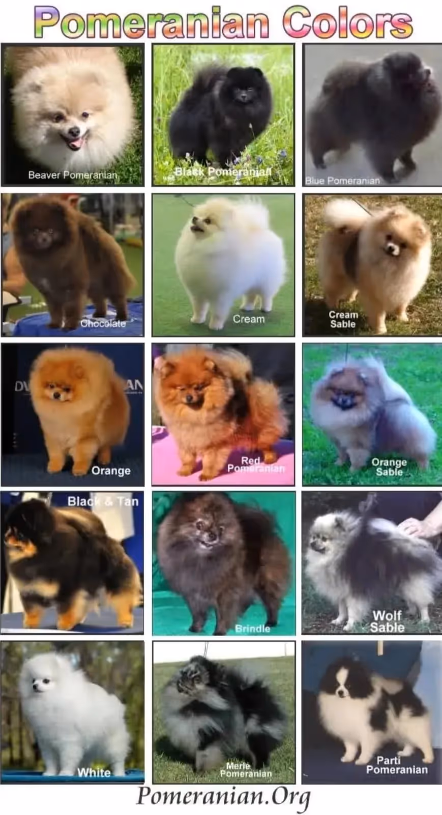 Pomeranianzucht - Hunderasse - Farbtabelle für Hunde
