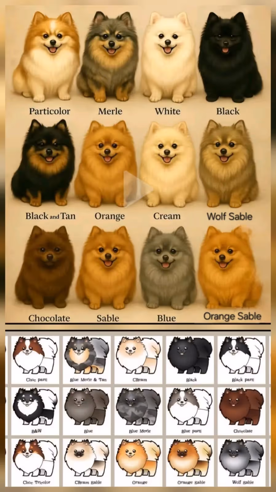 Pomeranianzucht - Hunderasse - Farbtabelle für Hunde