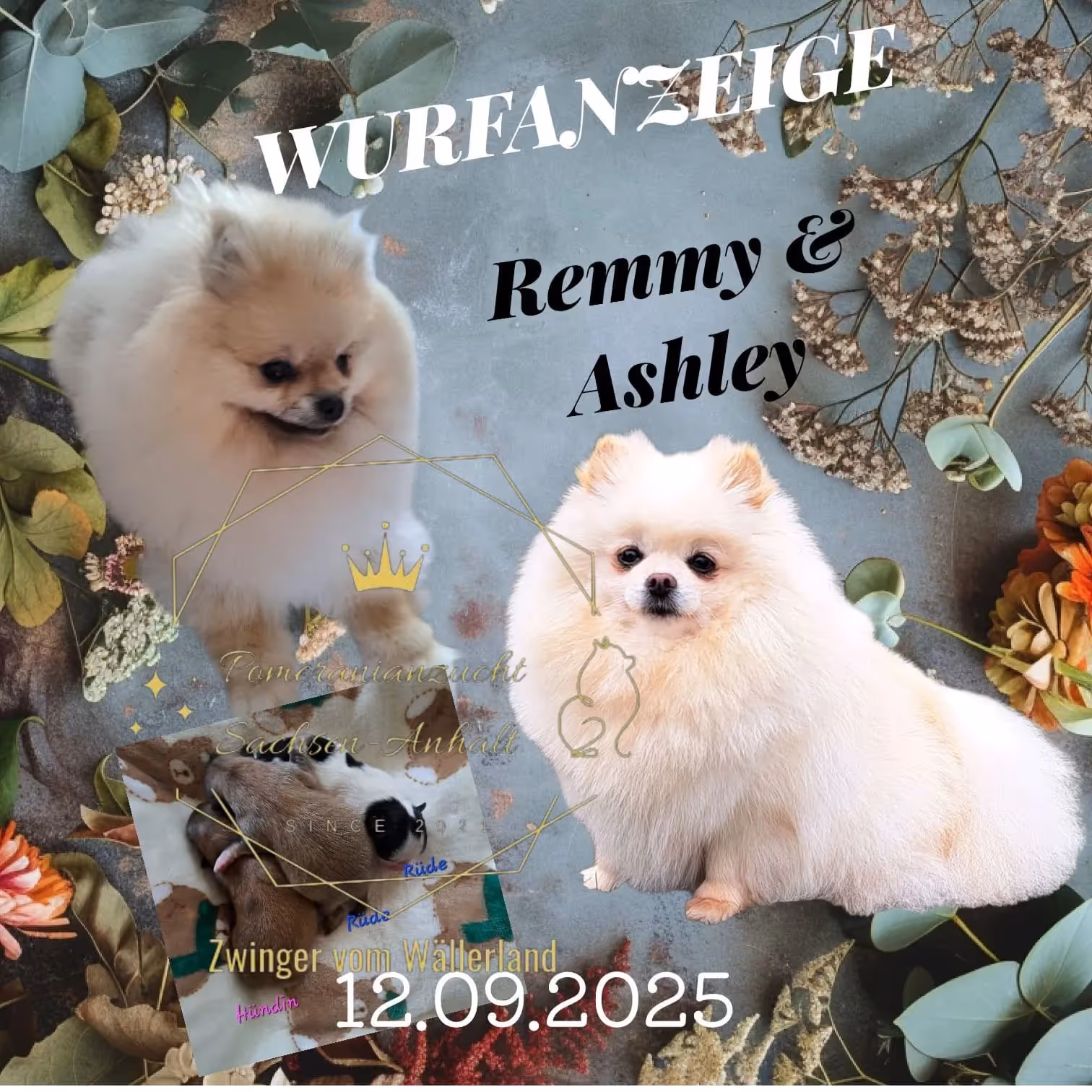 Pomeranianzucht - Hunderasse - Welpen