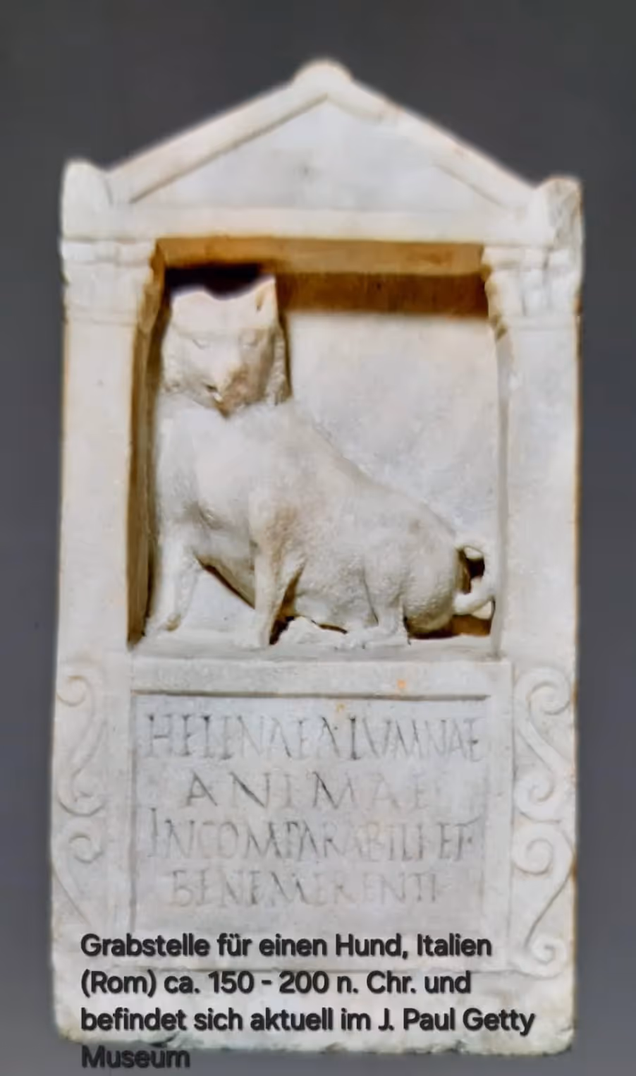 Pomeranianzucht - Hunderasse - Steinplatte