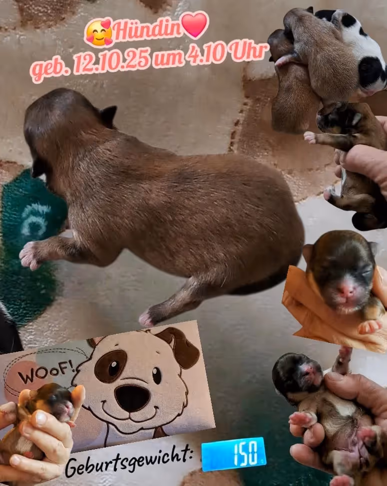 Pomeranianzucht - Hunderasse - Welpen geb. 12.10.2025