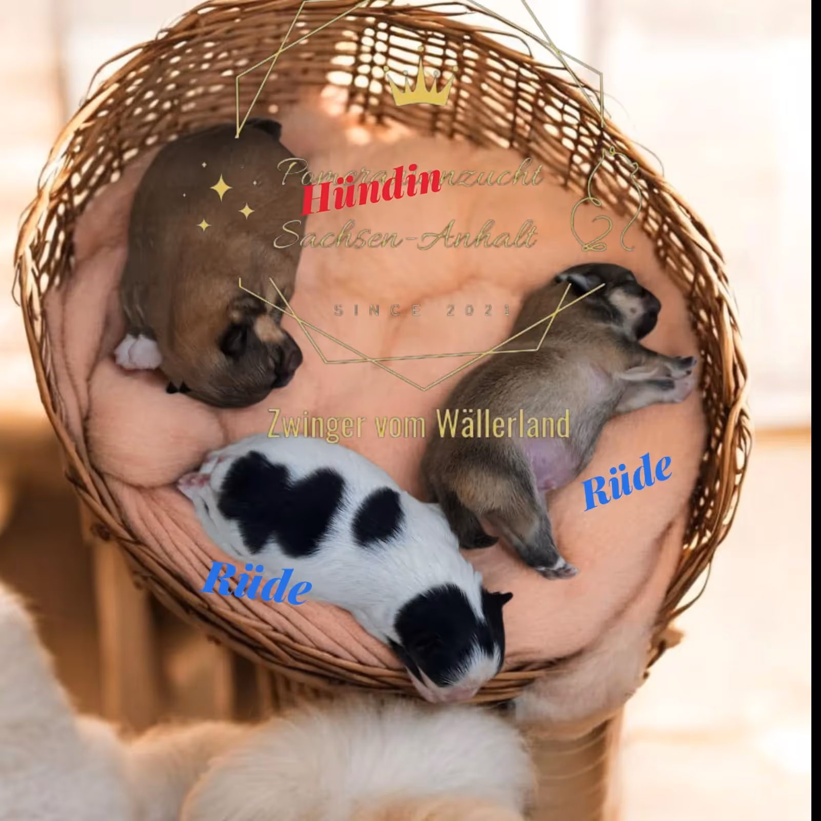 Pomeranianzucht - Hunderasse - Welpen