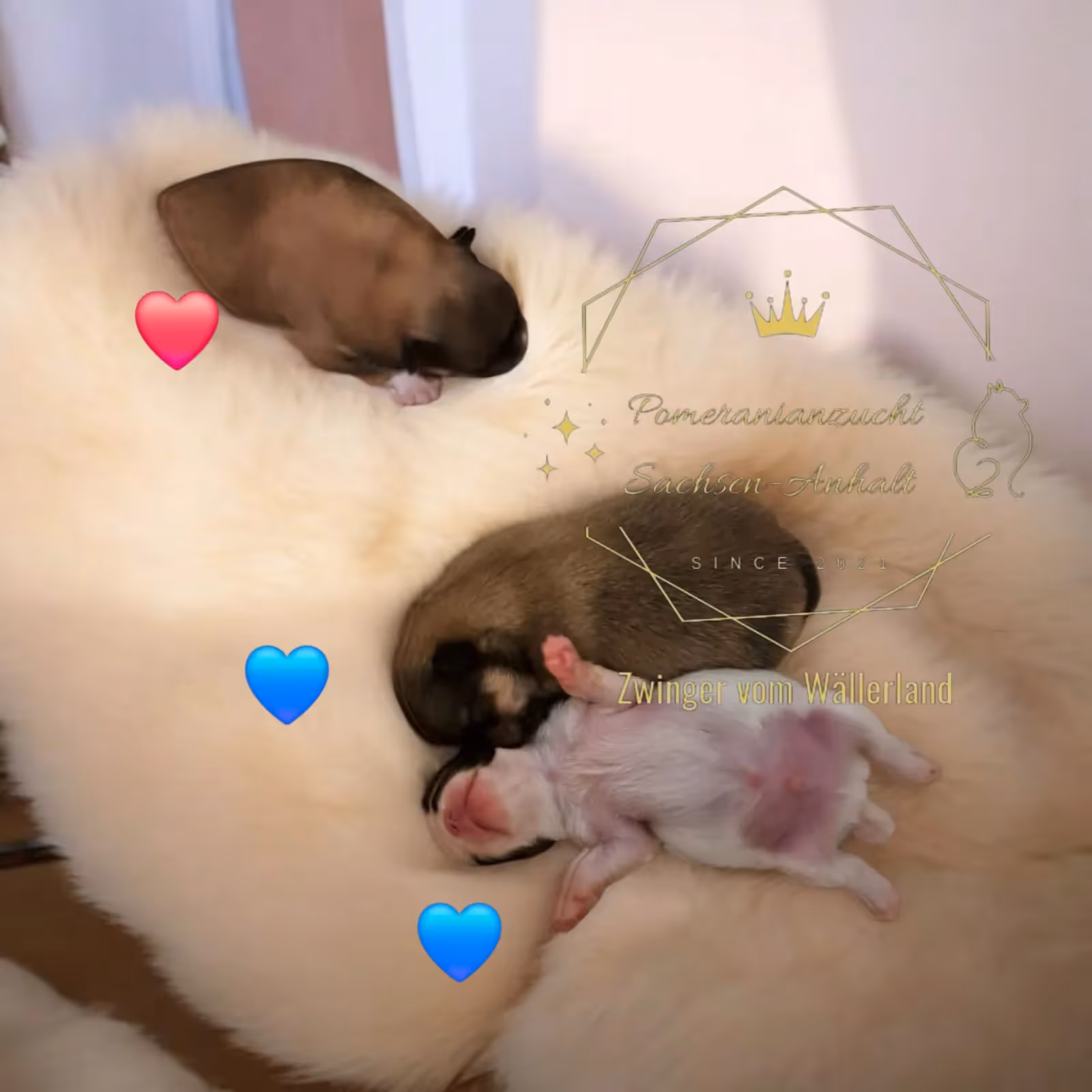 Pomeranianzucht - Hunderasse - Welpen