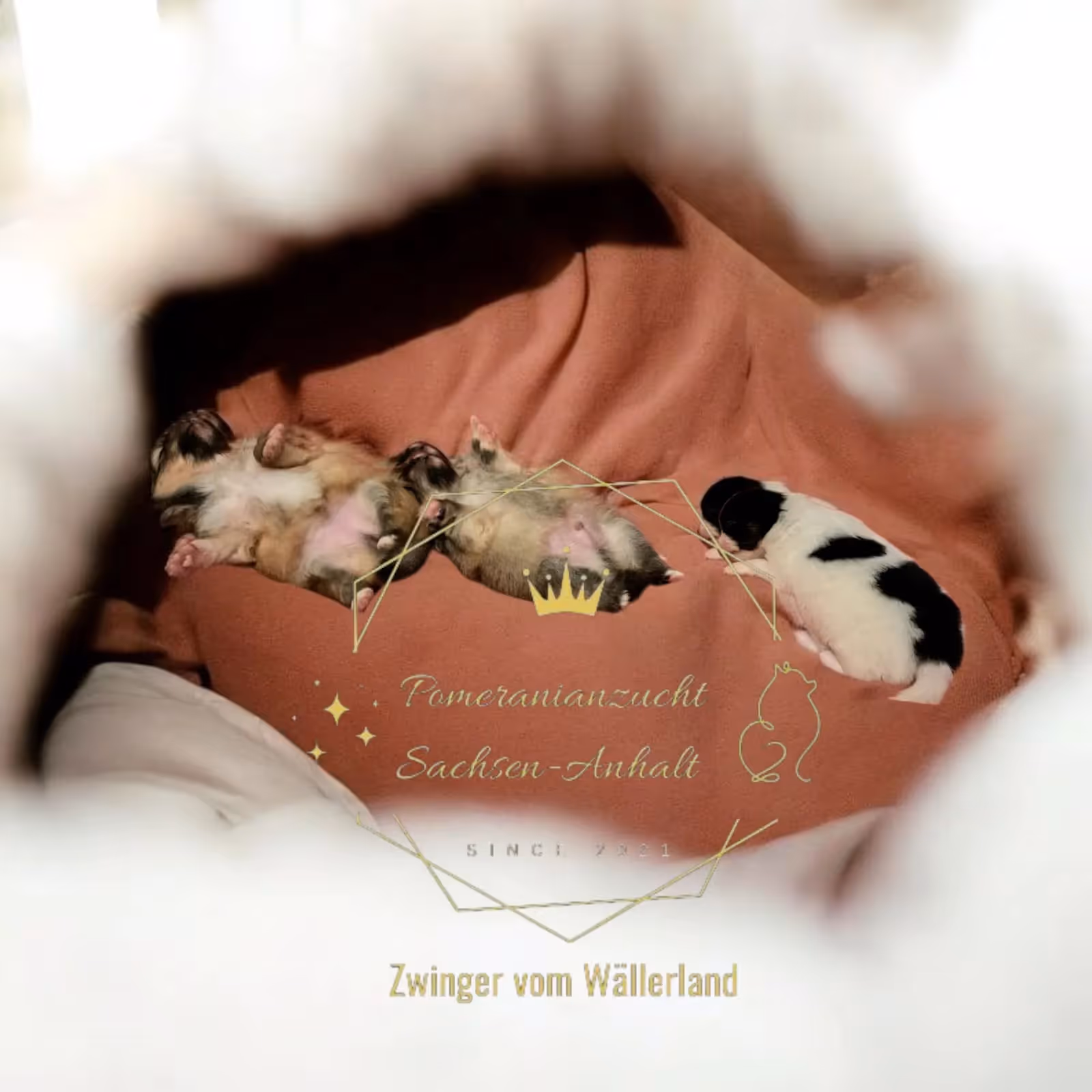 Pomeranianzucht - Hunderasse - Welpen geb. 12.10.2025