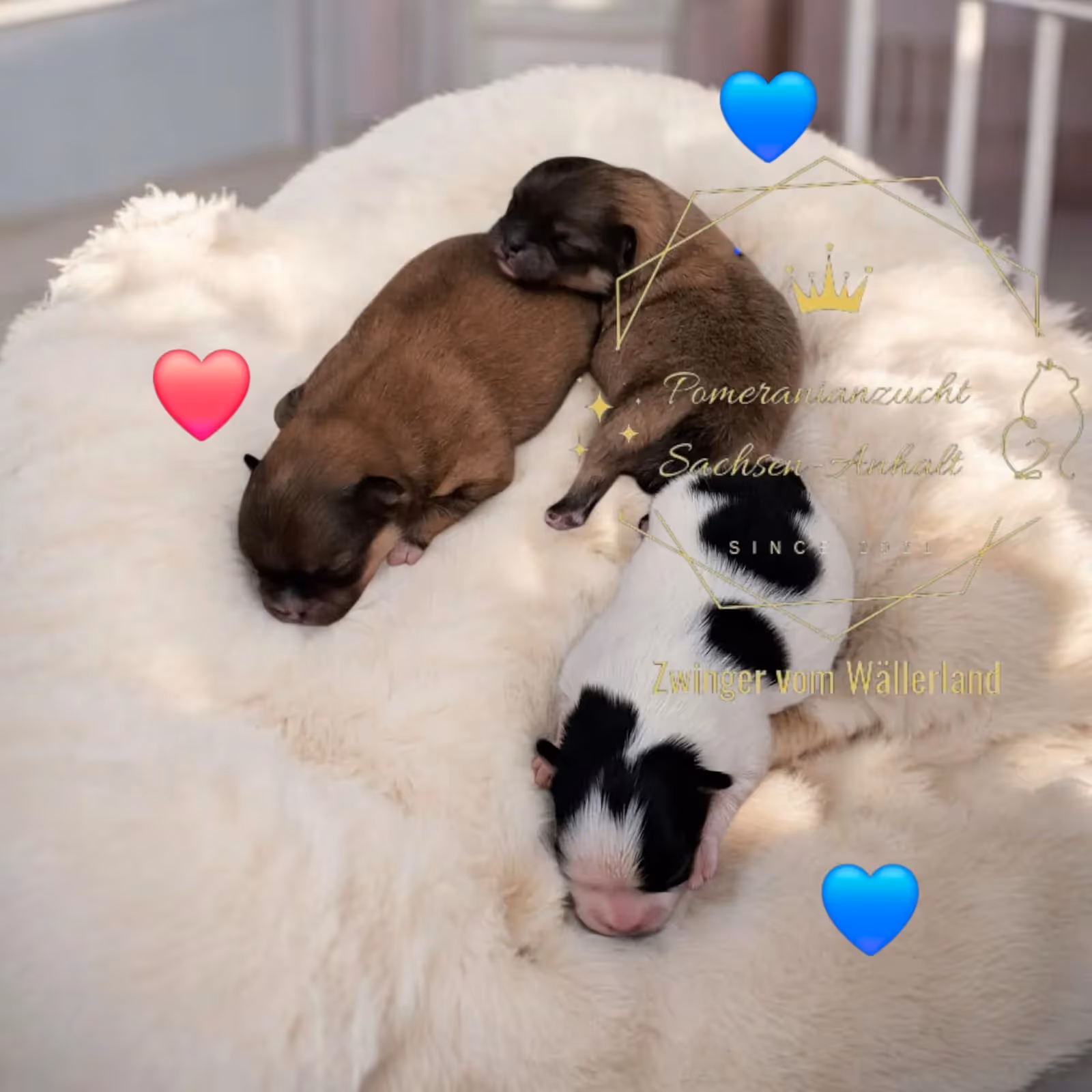Pomeranianzucht - Hunderasse - Welpen geb. 12.10.2025