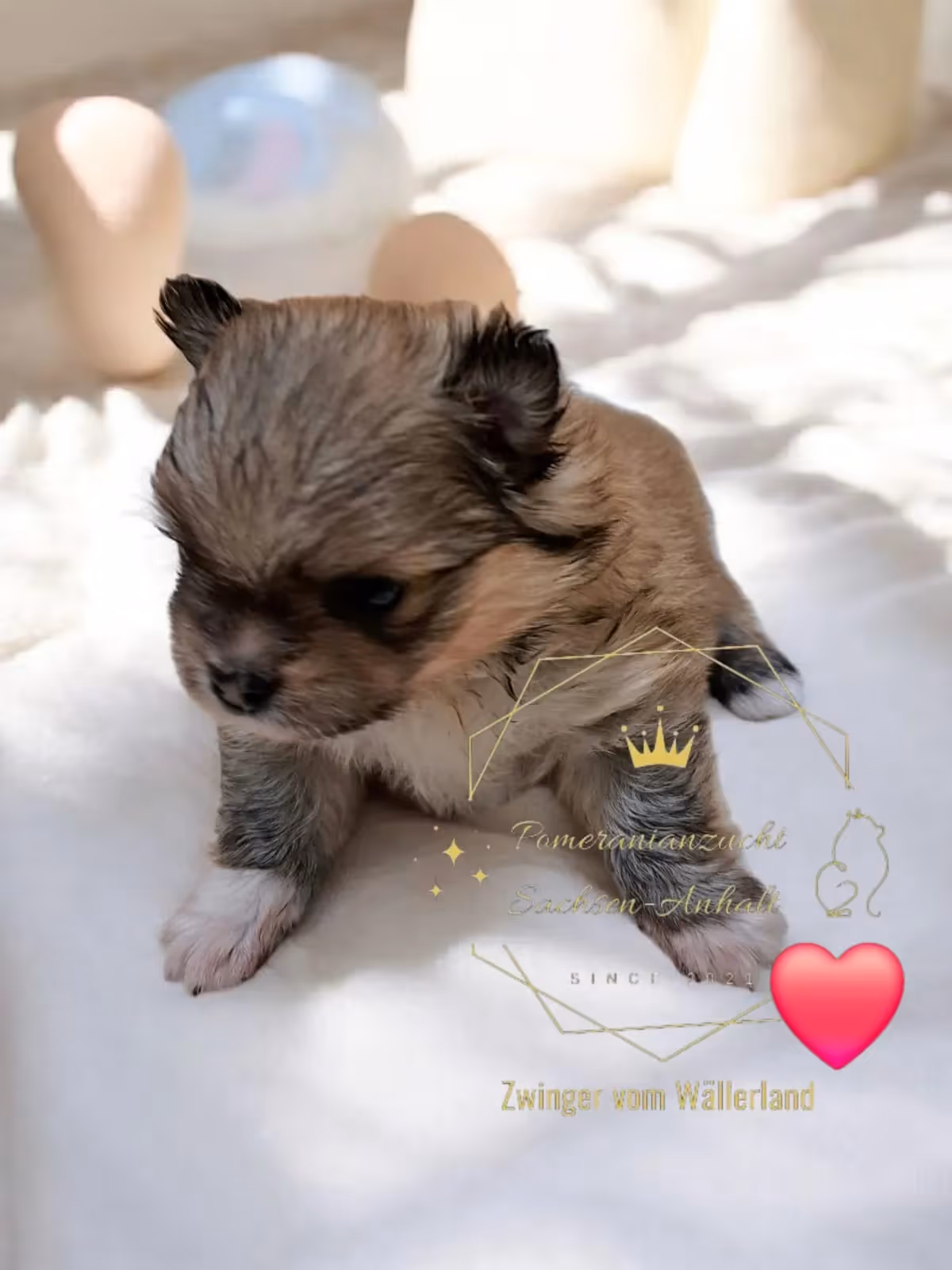 Pomeranianzucht - Hunderasse - Welpen geb. 12.10.2025
