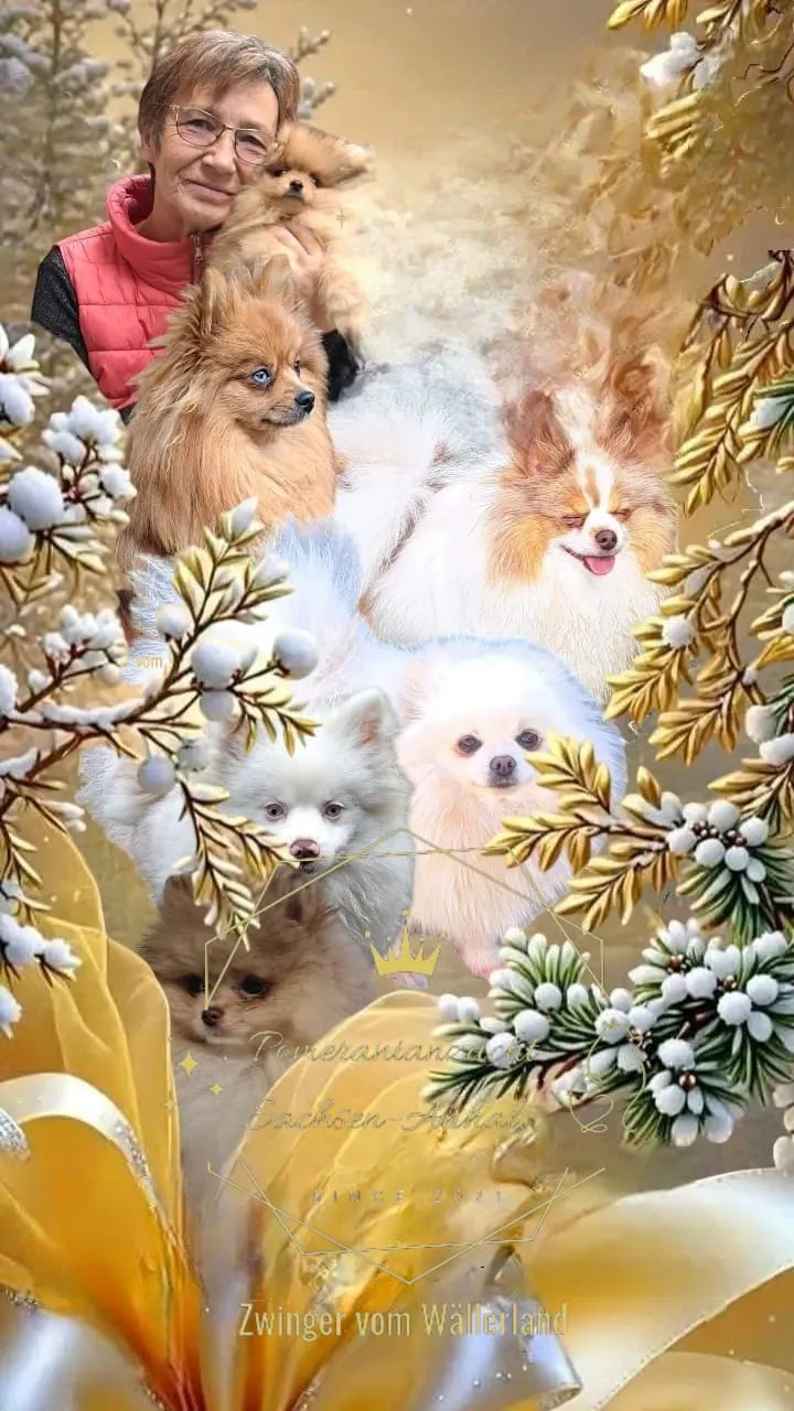 Pomeranianzucht - Hunderasse - Frau mit Hunden