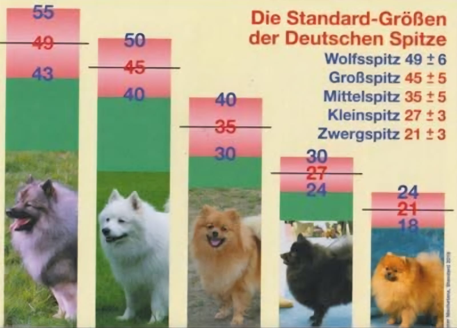 Pomeranianzucht - Hunderasse - Größentabelle