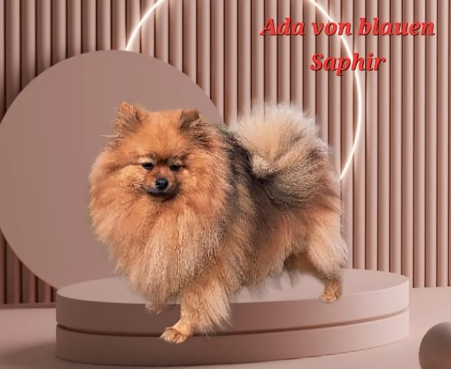 Pomeranianzucht - Hunderasse - Ada